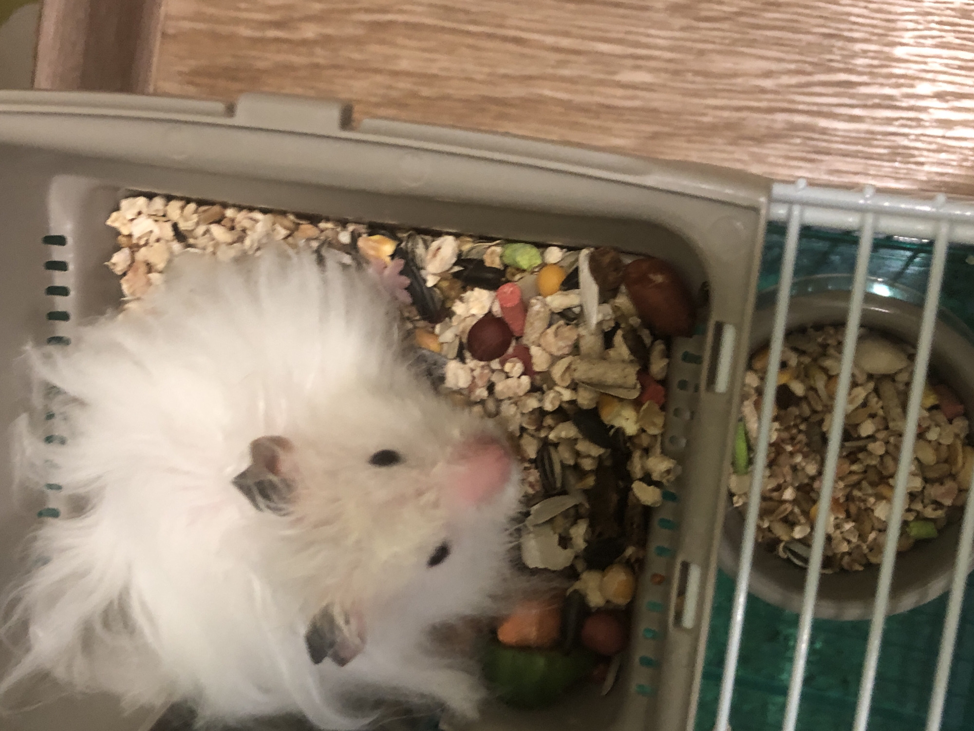 A fluffy, white hamster with a pink nose and black eyes is nestled in a cage filled with a mixture of food pellets, seeds, and colorful pieces of food. The cage is gray with green accents visible through the bars. A second, smaller food bowl is visible below, also filled with hamster food. The cage is situated on a wooden surface, possibly a table or floor, in what appears to be an indoor environment. There is no indication of the city of Solikamsk, Russia, or any specific location within it.