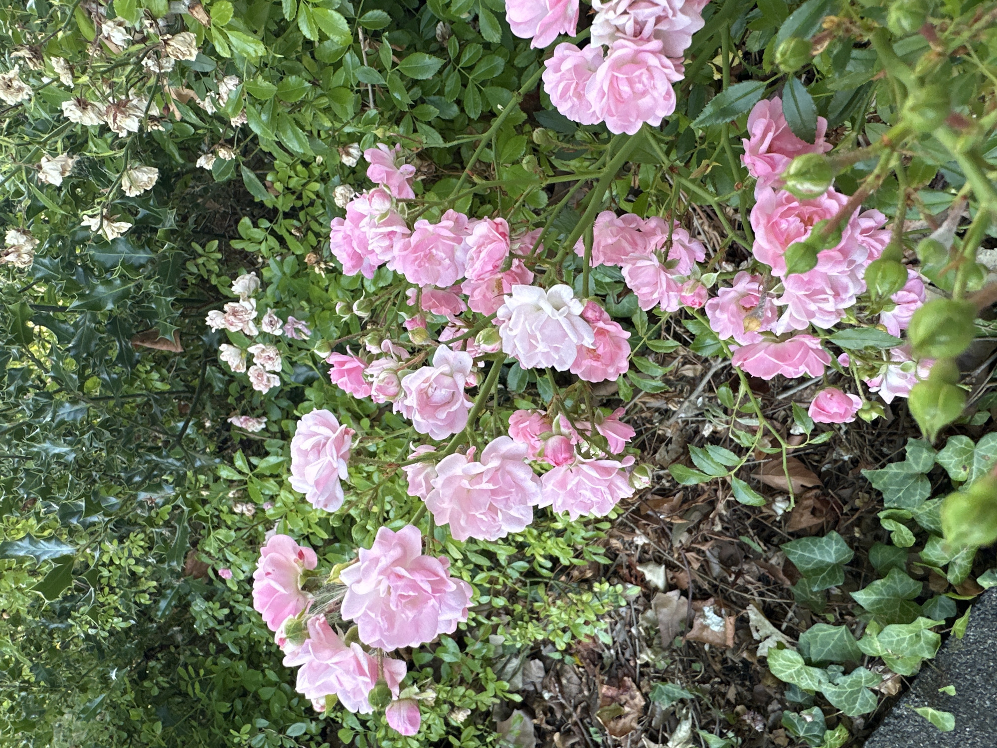 This is a close-up, eye-level, medium shot of a cluster of pink roses in bloom, set against a backdrop of dense green foliage, likely in a garden setting within the city of Krefeld, Germany. The roses, varying in their stage of bloom from tight buds to fully open flowers, are the primary focus. Their petals are a soft, delicate pink, with some showing hints of white. Green rosebuds are visible, some small and tightly furled, others larger and beginning to open. The foliage is varied, with dark green, glossy leaves of what appears to be ivy on the ground and in the lower left corner of the frame, and the spiky leaves of a holly bush in the upper background. Interspersed with the green are dried, brown leaves and the desiccated remains of past blooms, suggesting a natural and perhaps slightly unkempt garden environment. The lighting is soft, suggesting it may be overcast or early morning/late afternoon. There are no people or animals visible in the scene. The overall impression is one of natural beauty and organic growth.