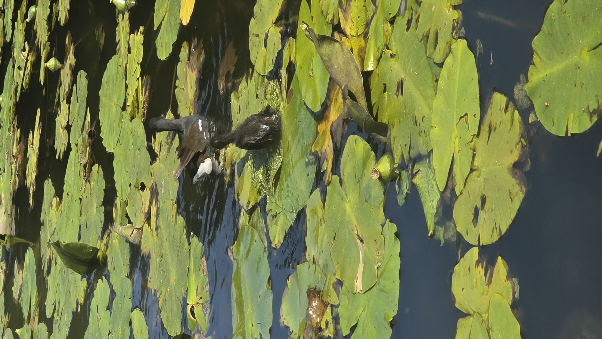 Two dark-colored water birds are swimming in a pond covered with lily pads. One bird, slightly larger, is in the upper right portion of the image, facing away from the viewer. It has white markings on its chest and wings. The second bird, smaller and possibly a juvenile, is in the center of the image, partially submerged in the water and looking down. The pond water is dark and reflects the green of the lily pads and the blue of the sky. Several lily pads are visible, some partially submerged and others floating on the surface. The scene is set in a natural environment, likely a park or garden with a body of water, in St Leonards, United Kingdom.