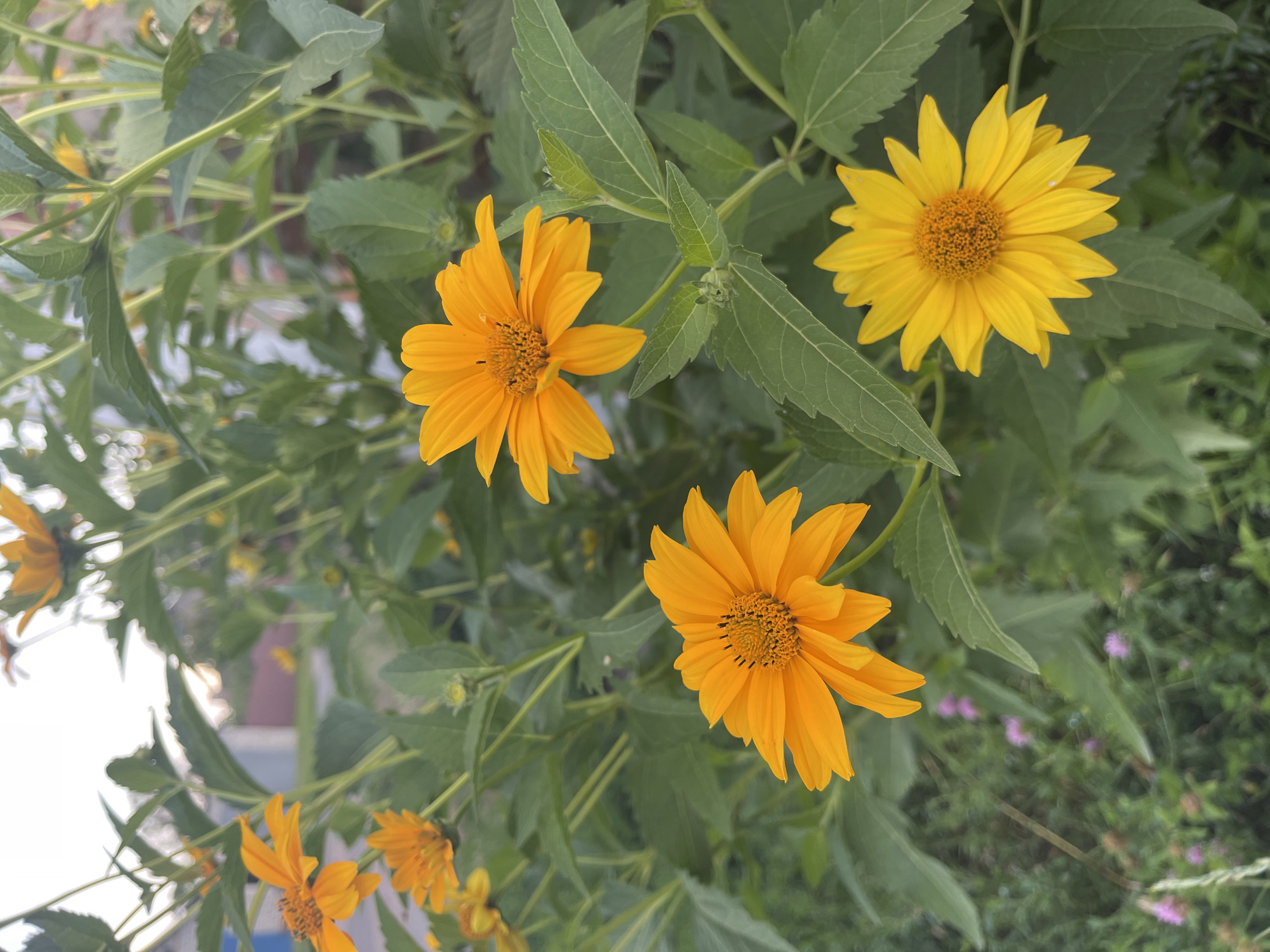This media file is a close-up shot of several bright yellow and orange daisy-like flowers with green foliage in the background. The flowers are the main subjects, with some in sharp focus and others slightly blurred, creating a sense of depth. The foreground features several prominent blooms, their petals radiating outwards from a textured, darker center. The leaves are elongated and serrated, adding a contrasting texture to the soft petals. In the background, the foliage becomes denser, with some hints of other smaller, purple flowers or buds. The lighting suggests it's daytime, possibly late morning or afternoon, with natural light illuminating the vibrant colors of the flowers. The setting appears to be an outdoor garden or natural environment, with the plants growing in abundance. The overall mood is cheerful and natural, highlighting the beauty of the blooming flowers. There is no visible text in the image.