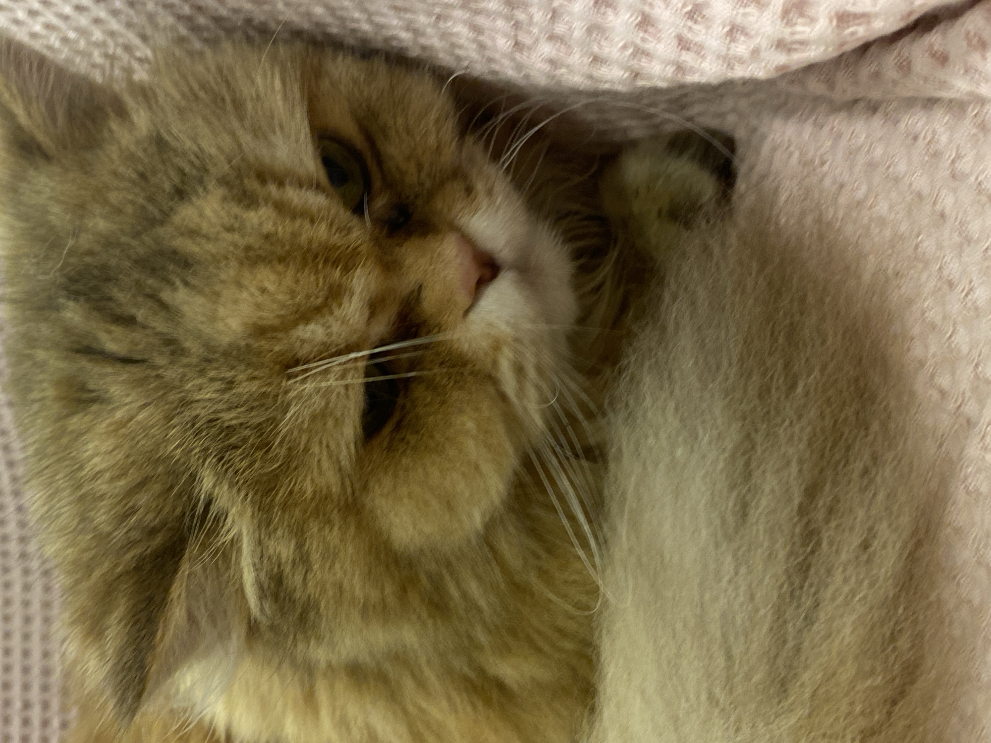 A close-up, eye-level shot depicts a golden cat nestled under a pale pink waffle-textured blanket. The cat's face is prominent, displaying one visible eye, a pink nose, and white whiskers. Part of the cat's body is also visible to the right. The cat appears to be resting or sleeping. The scene is underexposed and indistinct.