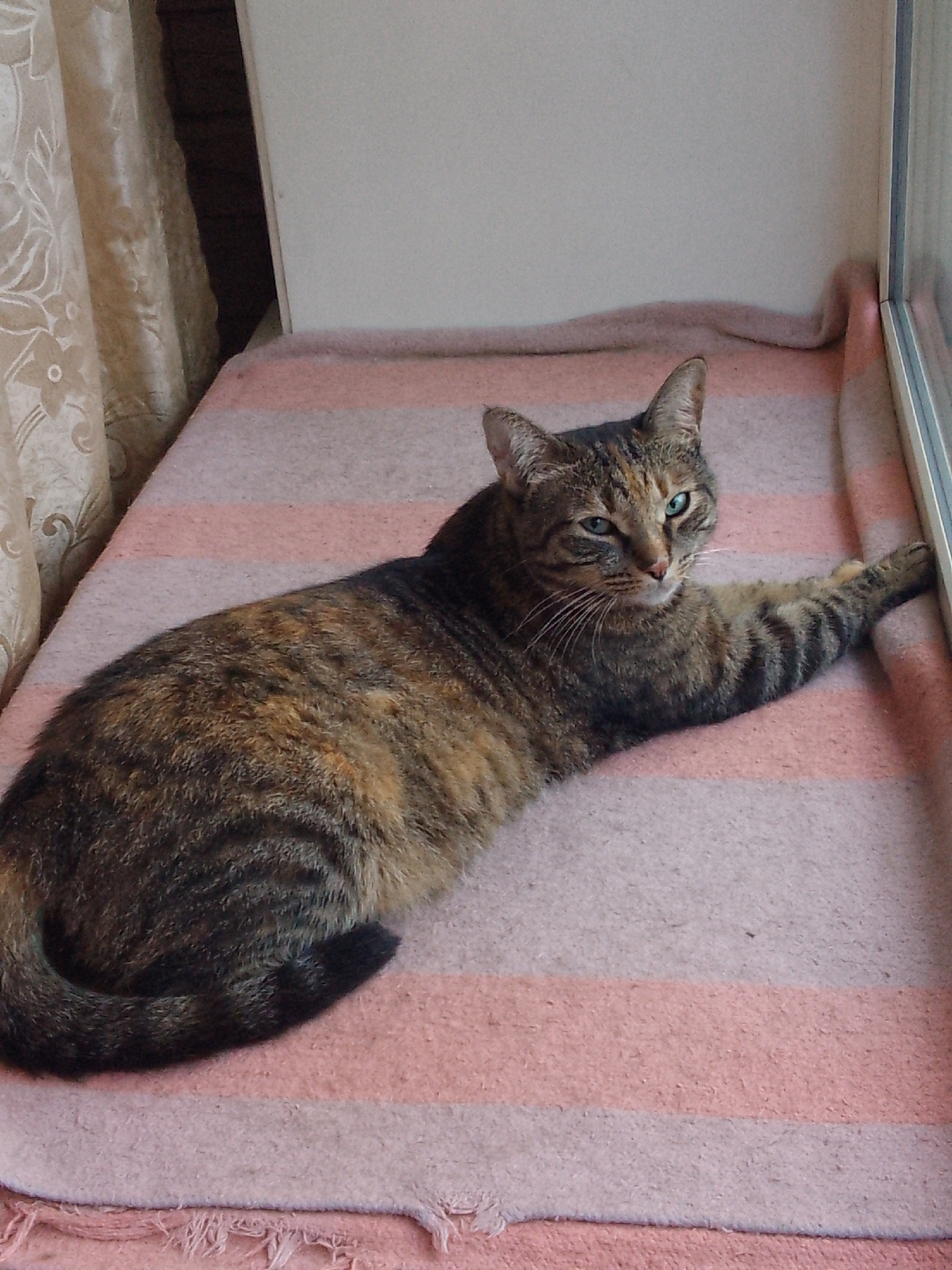 A tabby cat with green eyes is lying on a pink and white striped blanket. The cat is facing the camera and has one paw extended towards the right side of the frame. The cat's fur is a mix of brown, black, and orange. The background consists of a window with sheer curtains on the left and a white wall on the right. The image appears to be taken indoors. There is no indication of the city of Khabarovsk, Russia.