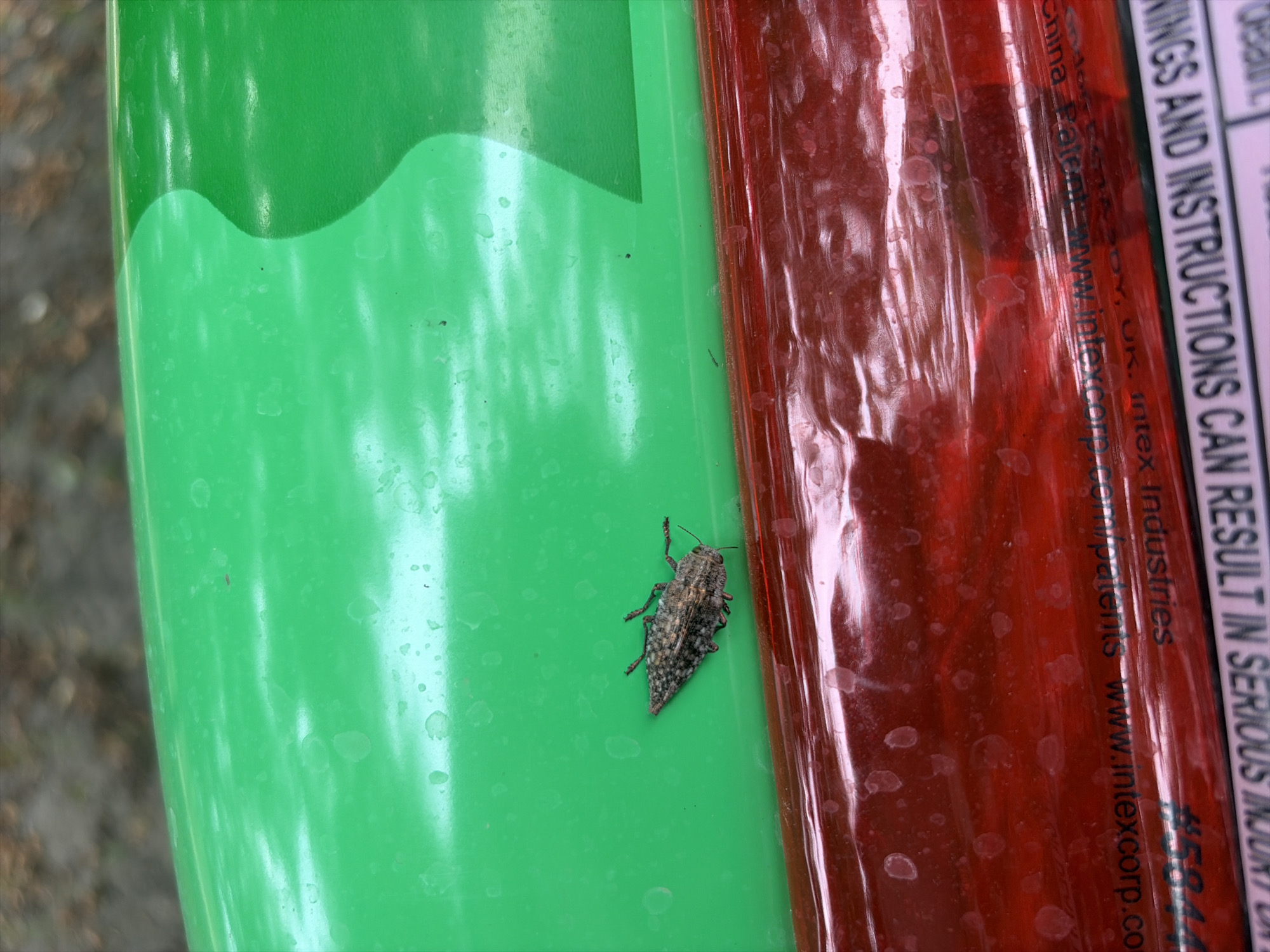 The image is an extreme close-up, slightly angled shot of a single insect on a textured, possibly plastic surface. The insect is elongated and appears to be a beetle, with a mottled gray and brown pattern. It is lying on its back with its legs extended. The surface it is on is a vibrant green, with some water droplets or condensation visible. Below the green surface is a red, transparent material with a similar textured pattern and more water droplets. Text is visible on the red material, including "www.intexcorp.co" and "Industries". The background is blurred and appears to be outdoors, with hints of brown and green foliage. The scene is a forensic close-up, devoid of any human presence or specific city landmarks; therefore, its location in Oxentea, Moldova, cannot be determined from the visual information alone.