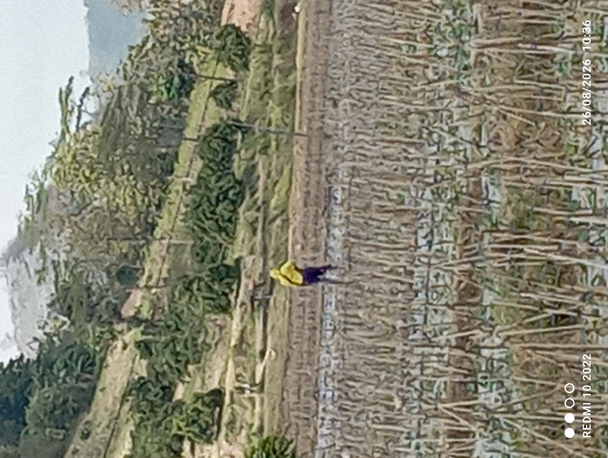 In Karangsari, Indonesia, a person wearing a yellow hooded jacket and dark pants stands in a flooded agricultural field. The field is filled with stubble from a harvested crop, creating a dense, upright texture. The water is murky and reflects the overcast sky. In the background, a sloped, terraced hillside is covered with lush green vegetation, appearing as dense bushes and trees. The sky above is bright and diffused, suggesting an overcast day. The scene captures a moment of agricultural work in a rural setting.