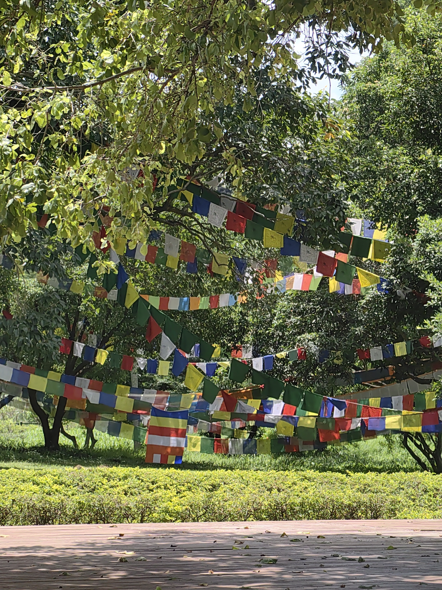 In Lumbini Bazaar, Nepal, prayer flags are strung between trees in a park-like setting. The flags are a mix of colors including blue, white, red, green, and yellow, and some appear to have symbols printed on them. The trees are full of green leaves, and sunlight filters through the branches, creating dappled light. In the foreground, a wooden walkway or deck is visible, with fallen leaves scattered on its surface. The ground beyond the walkway is covered in lush green grass and a dense hedge of smaller green bushes. The overall scene suggests a peaceful outdoor environment, likely a religious or cultural site.
