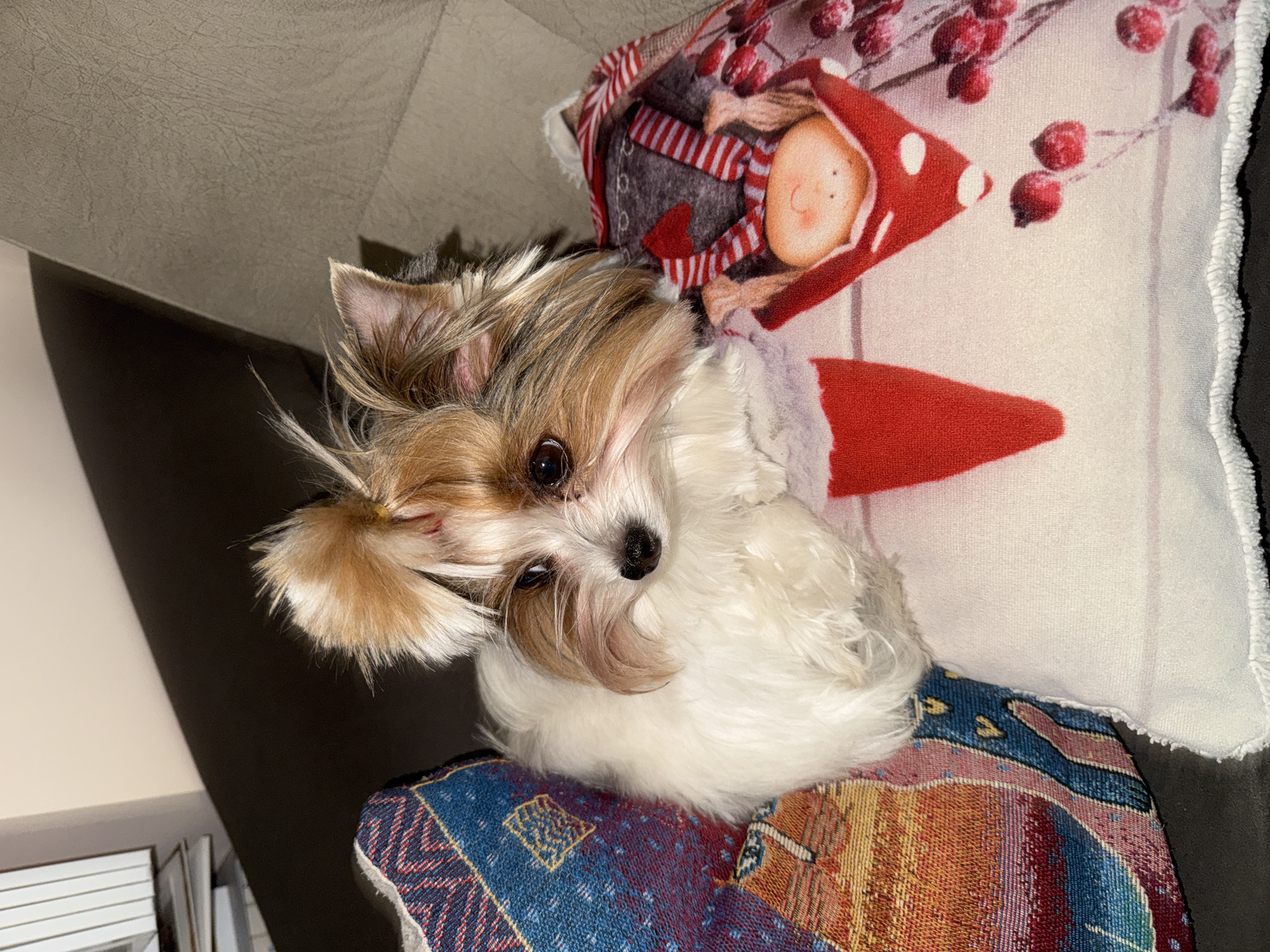 A small, tan-and-white long-haired dog with dark eyes and a black nose is lying on two pillows on a sofa. One pillow is decorated with a drawing of a girl in a red hat. The other pillow has a blue and red patterned design. The photo was likely taken indoors. There is no evidence in the image to identify it as Plovdiv, Bulgaria.