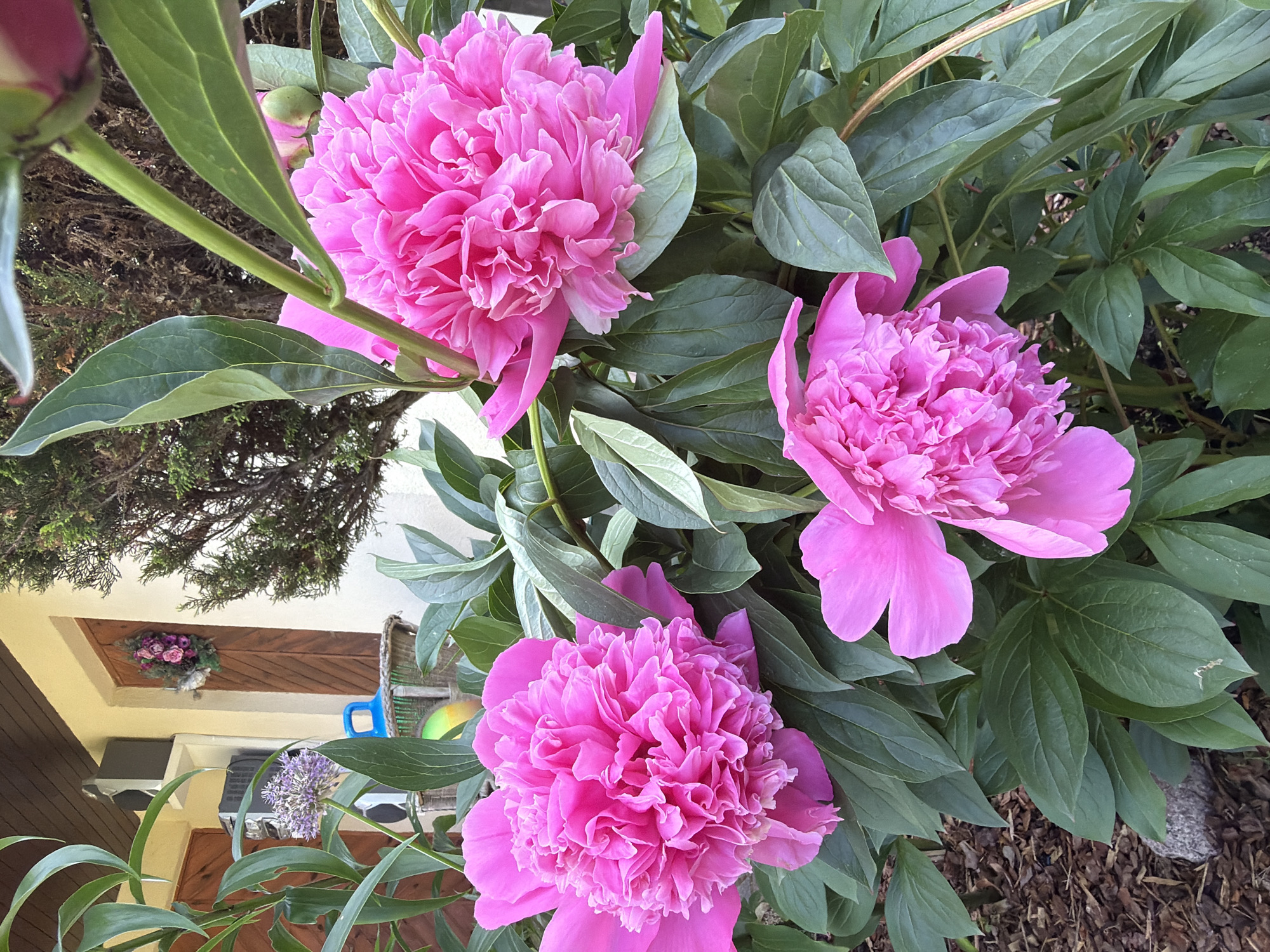 A medium shot photograph captures three vibrant pink peonies in full bloom, their ruffled petals filling the foreground. The flowers are lush and detailed, with rich green foliage surrounding them. In the background, a building with a beige facade and brown wooden doors is partially visible. To the left of the doors, a small purple allium flower is in bloom, accompanied by what appears to be a woven basket with a blue handle and a colorful object inside. A dark green conifer tree stands behind the building, and the ground is covered in wood chips and a few scattered stones. The image is taken outdoors, suggesting a garden setting, possibly in a residential area of Baloži, Latvia.