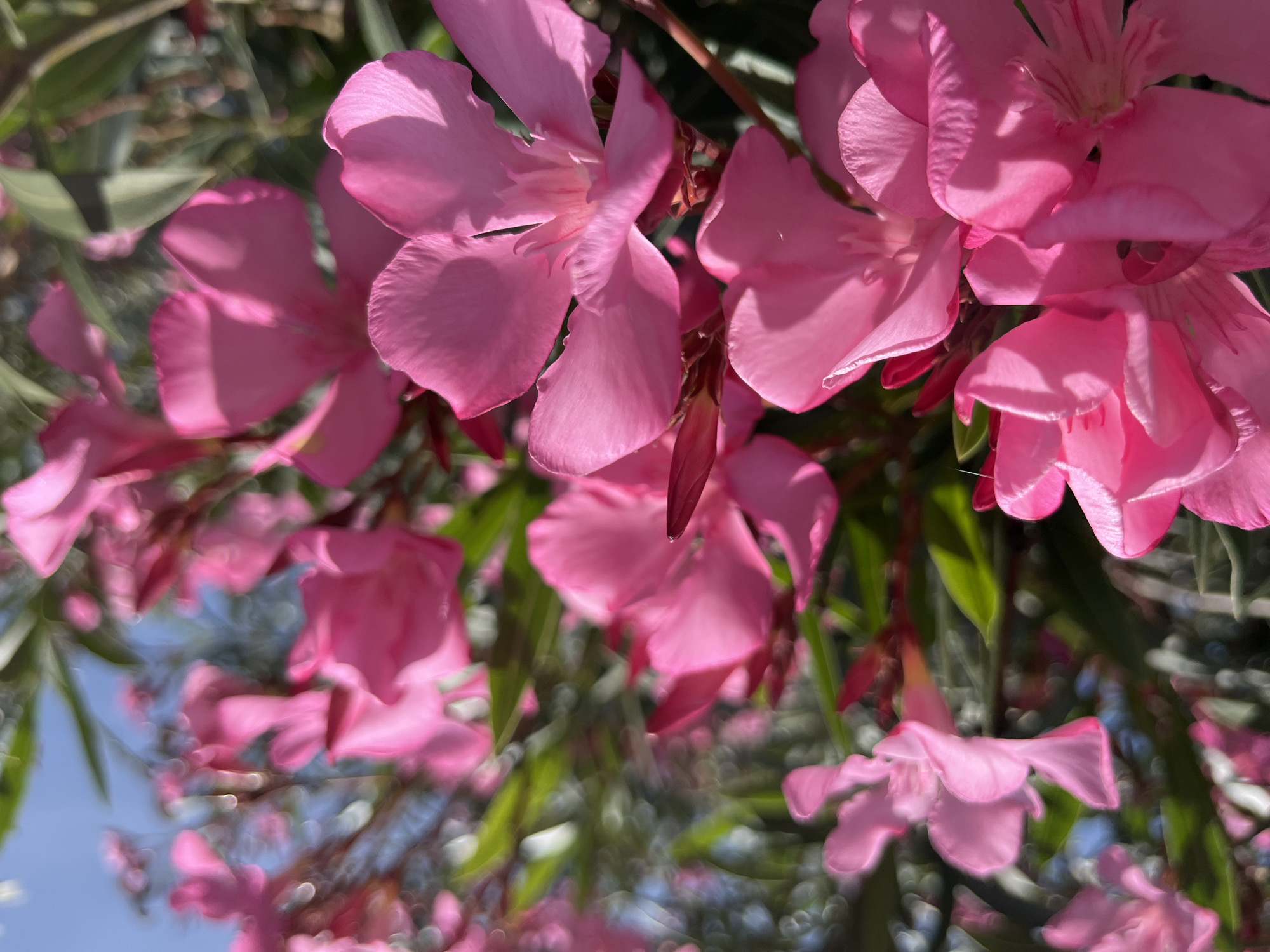 This is a close-up, low-angle shot of a cluster of bright pink oleander flowers against a blurred background of green leaves and a soft blue sky. The flowers are in various stages of bloom, with some fully open and others still in bud. The sunlight highlights the delicate texture of the petals and casts subtle shadows. The overall impression is one of natural beauty and vibrancy. There is no indication of any specific location within a city.
