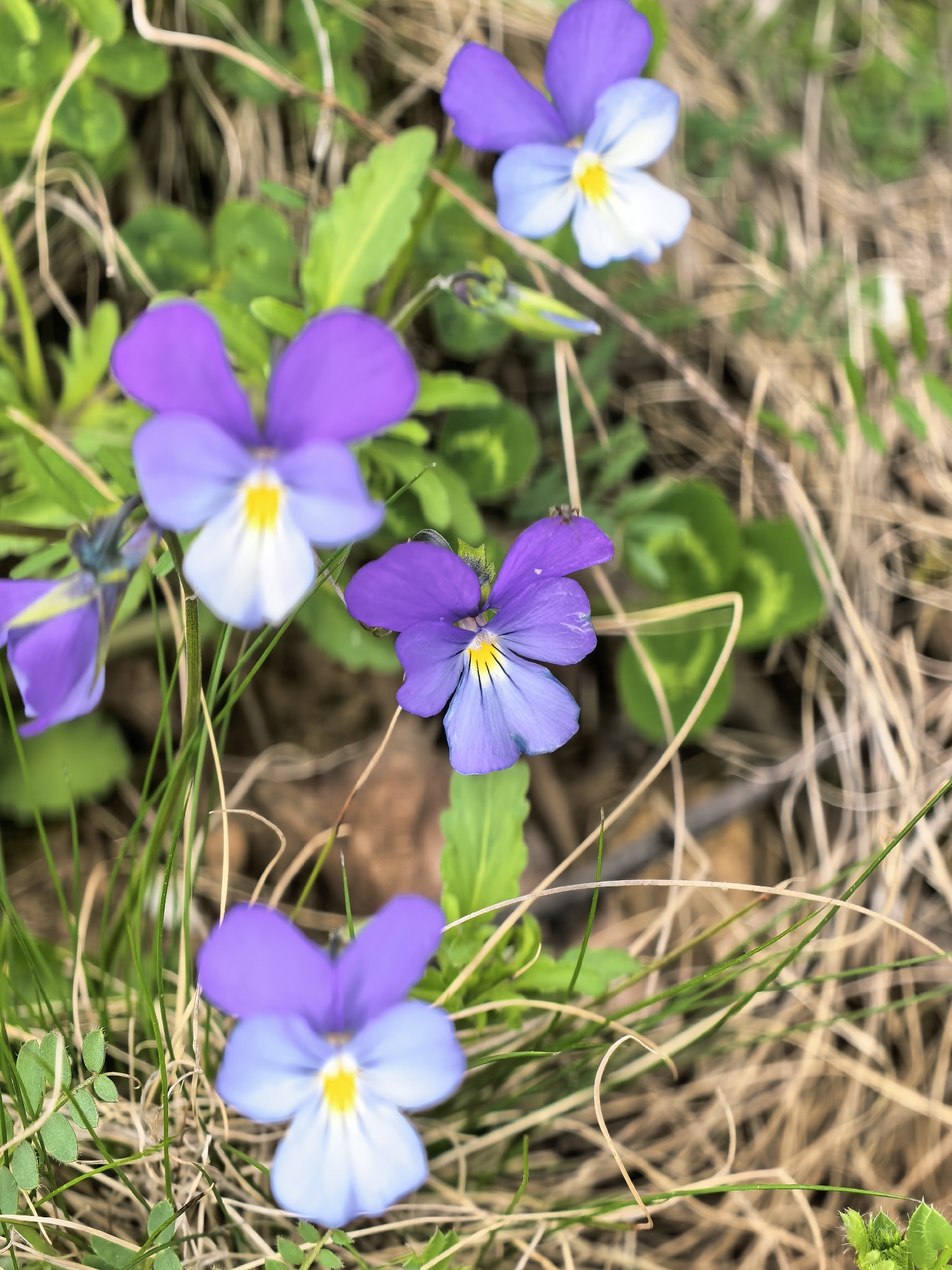 A close-up, eye-level shot captures several small, bi-colored flowers, resembling pansies or violets, growing amongst green foliage and dry, straw-colored grass. Each flower features two distinct purple upper petals and three lighter blue or white lower petals, all centered around a small, bright yellow eye.
In the foreground, a flower is visible with its purple upper petals and light blue/white lower petals. Moving upwards, another well-defined flower is in clear focus, displaying its vibrant purple and light blue petals. To the right of this, a third flower stands out, with a tiny, dark insect, possibly an ant or small fly, perched on one of its upper purple petals. Other similar flowers are scattered throughout the frame, some partially obscured or softly blurred in the background and foreground, contributing to a sense of natural abundance.
The surrounding environment consists of a mixture of fresh green leaves and stems, along with numerous strands of dry, light brown grass, suggesting a natural, outdoor setting like a meadow, field, or unkempt garden. The lighting appears to be natural daylight, casting a soft illumination on the scene. The shallow depth of field keeps the central flowers sharp while blurring the elements closer to the viewer and further in the background, emphasizing the delicate details of the blossoms. There is no visible text or human activity in the image.