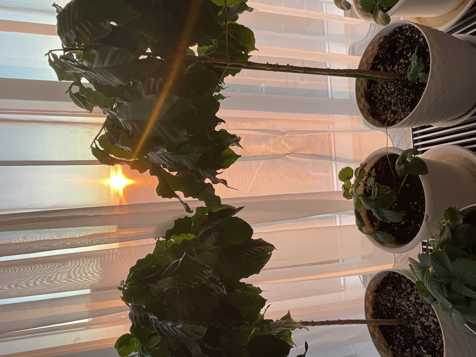 A wide shot captures a windowsill with several potted plants, bathed in the warm glow of a setting sun. The scene is set in an interior, likely a home, as indicated by the presence of indoor plants and sheer curtains that diffuse the sunlight. The curtains, positioned behind the plants, are a pale, translucent fabric, possibly white or a very light beige, and are drawn across a window. The sunlight streams through the curtains, casting a warm, orange-pink hue onto the fabric and creating a soft, ambient light.
In the foreground, three white ceramic pots are arranged on the windowsill. Two of these pots hold larger, leafy green plants, possibly young trees or large shrubs, with dark green, somewhat crinkled leaves. The plant on the left is partially obscured by the plant on the right, but its thin, brown stem is visible. The plant on the right is more fully visible, with a single, slender brown stem supporting a dense crown of leaves. A distinct sun flare streaks across the leaves of this plant, indicating the direct angle of the setting sun.
The third pot, located to the right of the larger plants, contains a smaller, bushier plant with smaller, lighter green leaves. This plant appears to be a strawberry plant, with a few visible white blossoms and developing fruits. Other smaller plants are partially visible in the very bottom left and right edges of the frame, suggesting a collection of houseplants.
The sunset is the focal point of the background, visible through the sheer curtains. The sun itself appears as a bright, starburst-like orb, low on the horizon, casting intense orange and yellow light. The sky beyond the curtains transitions from a pale blue at the top to warm hues of orange and pink near the horizon.
The overall atmosphere is serene and tranquil, capturing a moment of natural beauty within an indoor setting. The location is described as Unknown, Russia, though no specific geographical markers are evident in the image itself. The image appears to be a still photograph, with no discernible motion or active subjects beyond the plants themselves.