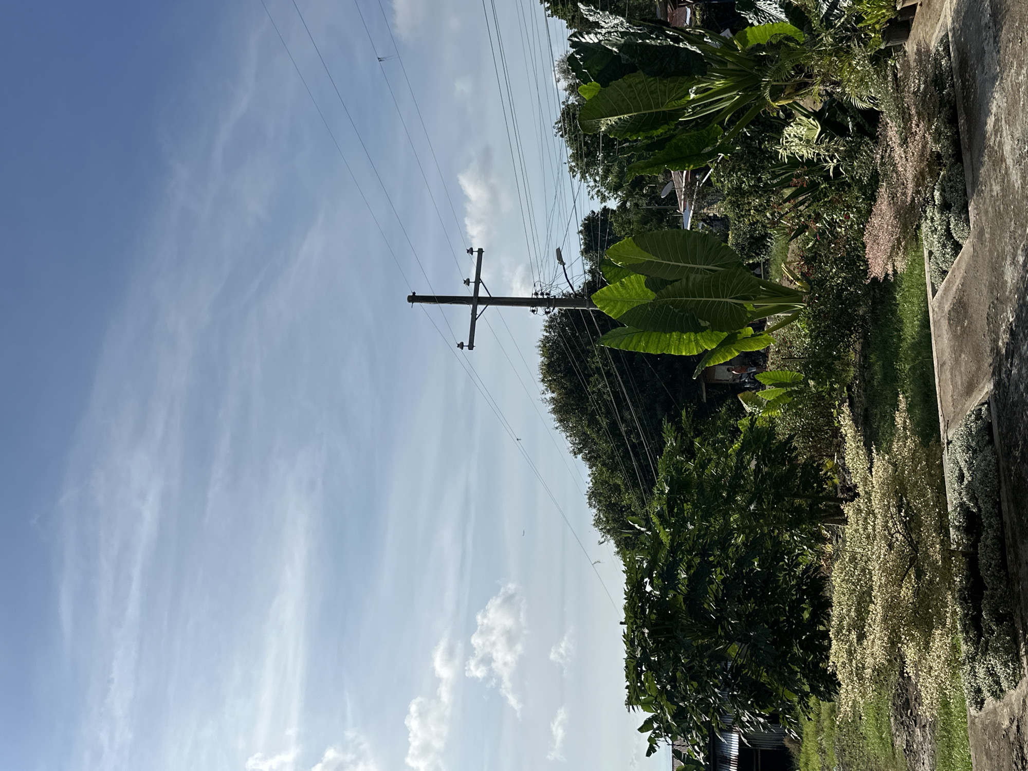 The image shows a utility pole with power lines extending across a blue sky with scattered clouds. Lush green foliage lines the right side of the frame, including large-leaved plants and various bushes. A concrete wall is visible on the far right edge. The environment suggests a tropical or subtropical location. While specifics are hard to tell, based on the surroundings the location might be somewhere in the general outskirts of Davao City, Philippines.
