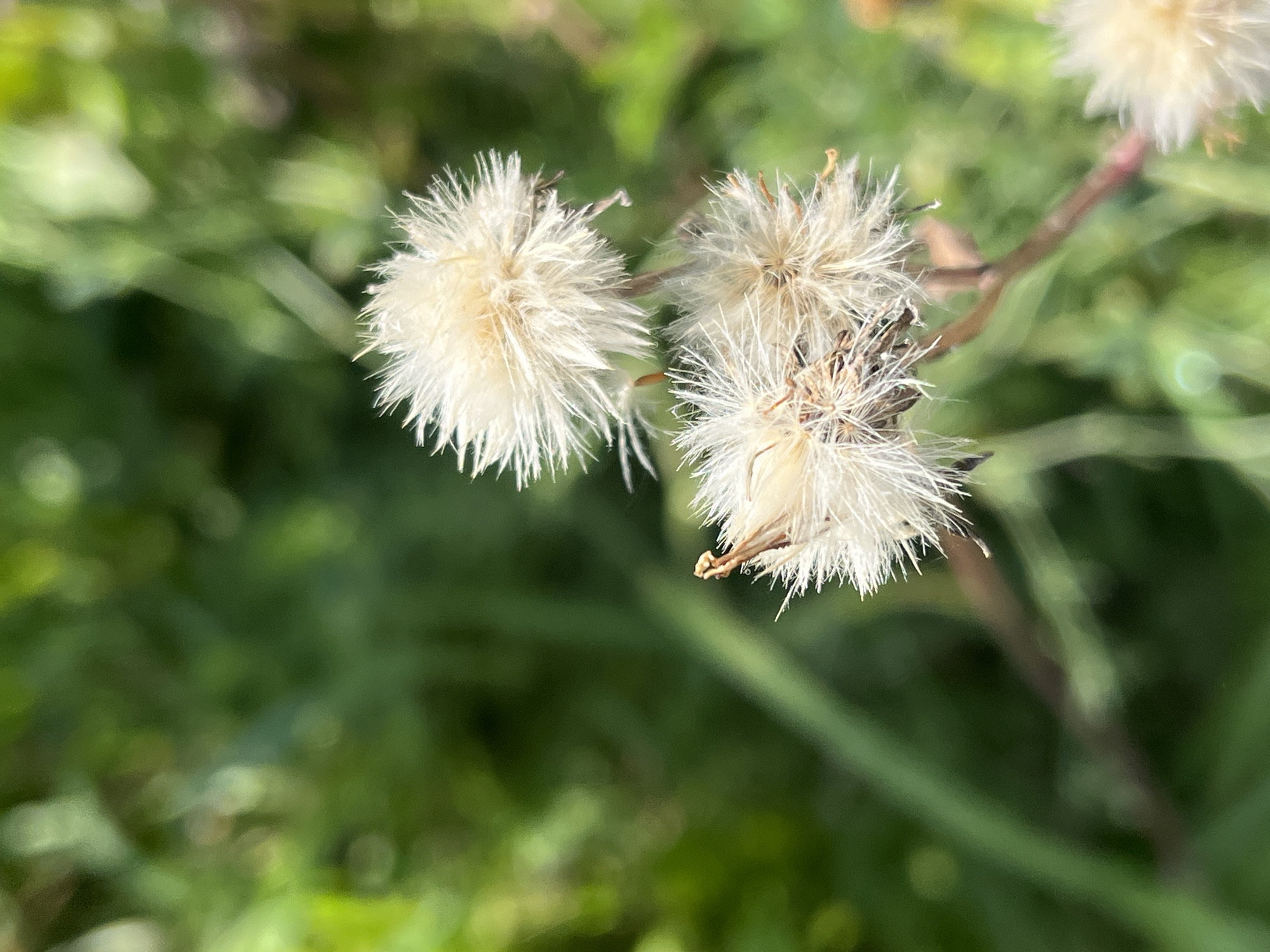 A close-up, outdoor, low-angle shot features two fluffy, white seed heads of a plant with a bokeh background of green foliage. The seed heads are slightly out of focus, with sharp, delicate white filaments extending outward. Some dried brown remnants of the flower's center are visible. The background is a soft blur of various shades of green, suggesting a natural, outdoor environment. The lighting is natural and appears to be from sunlight, casting soft shadows. There is no indication of any specific urban location.