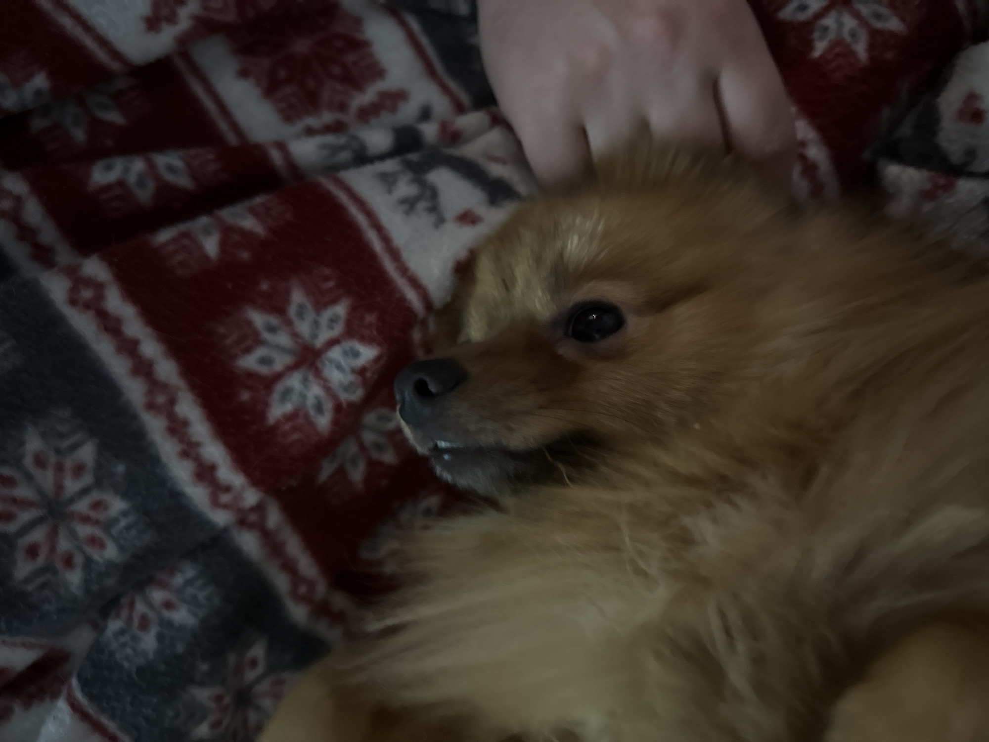 A close-up shot shows a brown Pomeranian-type dog lying on a patterned blanket. A hand is resting on or near the dog's head, suggesting the animal is being petted or comforted. The blanket has a repeating snowflake-like pattern in red, grey, and white. The dog is the primary subject, with its dark eyes and nose being clearly visible.
Location is irrelevant as the image doesn't contain any indicators related to Khimki, Russia.