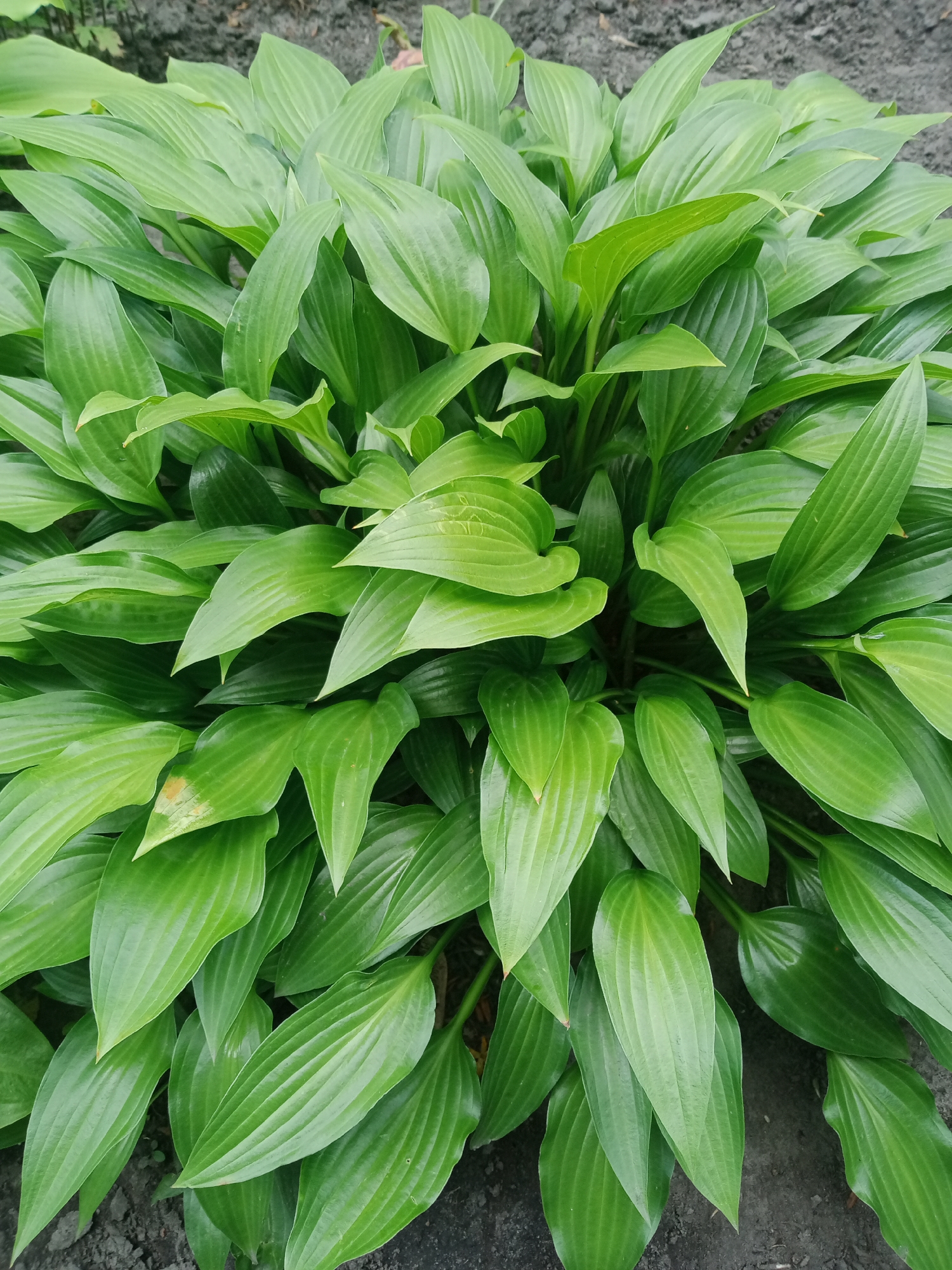 A close-up, overhead shot of a vibrant green hosta plant in Vlasivka, Ukraine. The plant has numerous large, pointed leaves with prominent veins that overlap and create a dense canopy. The leaves are a rich green color, with some slight variations in shade due to lighting. The soil around the base of the plant is dark and appears to be a mixture of soil and mulch. There are no people or other objects visible in the frame. The overall impression is of a healthy, well-established plant thriving in its environment.