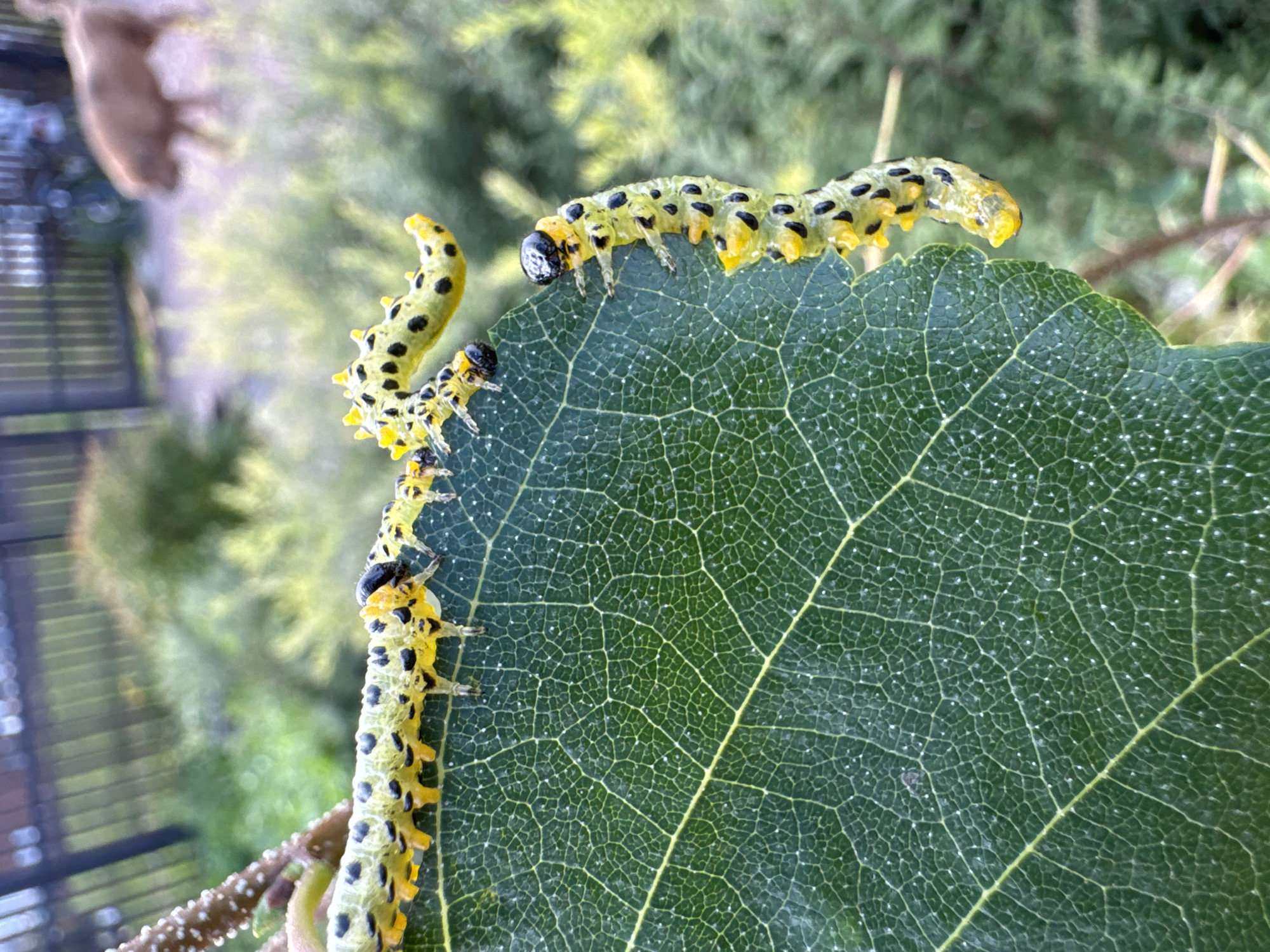 This is a close-up, outdoor photograph taken in Kempelevo, Russia, featuring several yellow and black striped caterpillars on a large, green leaf. The leaf has a prominent vein structure and is slightly curled at the edge where the caterpillars are positioned. One caterpillar is in focus on the right side of the leaf, with its head and front legs clearly visible. Another caterpillar is positioned above and to the left of this one, and a third is visible further up on the stem of the plant. In the blurred background, a wooden fence and foliage are visible, with a blurry, light-brown animal in the far distance. The lighting suggests it is daytime.