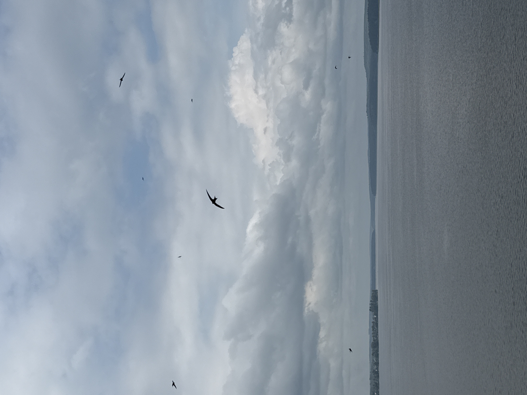 A wide shot captures a vast, calm body of water under a cloudy sky. The water stretches to the horizon, meeting a distant shoreline dotted with trees and faint structures. Several birds are silhouetted against the sky, their wings outstretched as they fly. The overall mood is serene and natural, with the clouds adding a touch of drama to the scene. This image was taken at the Votkinsk Reservoir in Votkinsk, Russia.