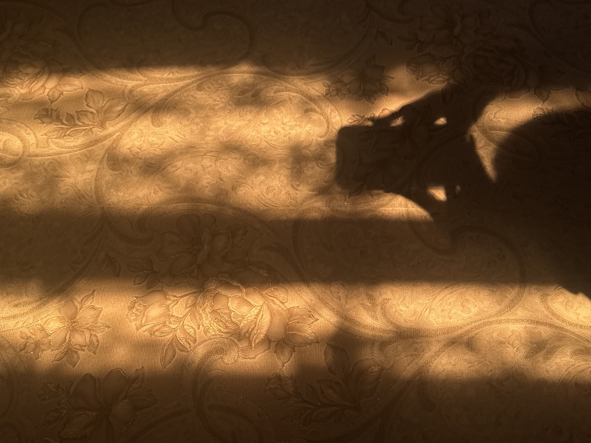 A person's shadow is cast on a floral wallpapered wall. The shadow, showing a hand holding a phone, is illuminated by a diagonal beam of warm light, creating a strong contrast between the light and dark areas of the wall. The wallpaper features a repeating pattern of embossed flowers and leaves. The scene appears to be indoors, with the light source likely coming from a window. The location is not specified in the image, and therefore cannot be determined to be Rayevskiy, Russia.
