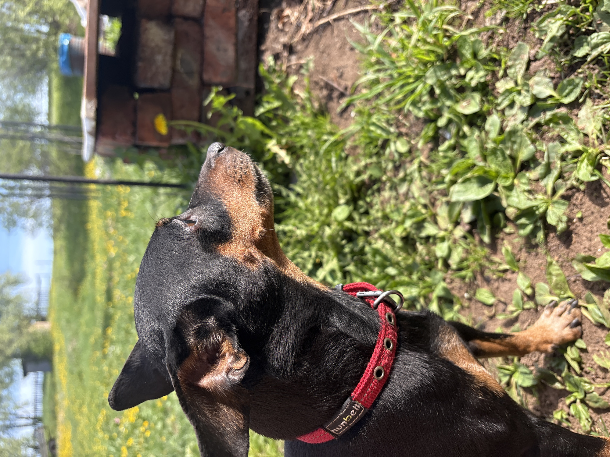 A black and tan dog with a red collar is lying in a grassy yard next to a brick structure. The dog is looking up with its head tilted back. The background shows a lawn with dandelions and trees. The location is Усть-Тунтор, Russia.
