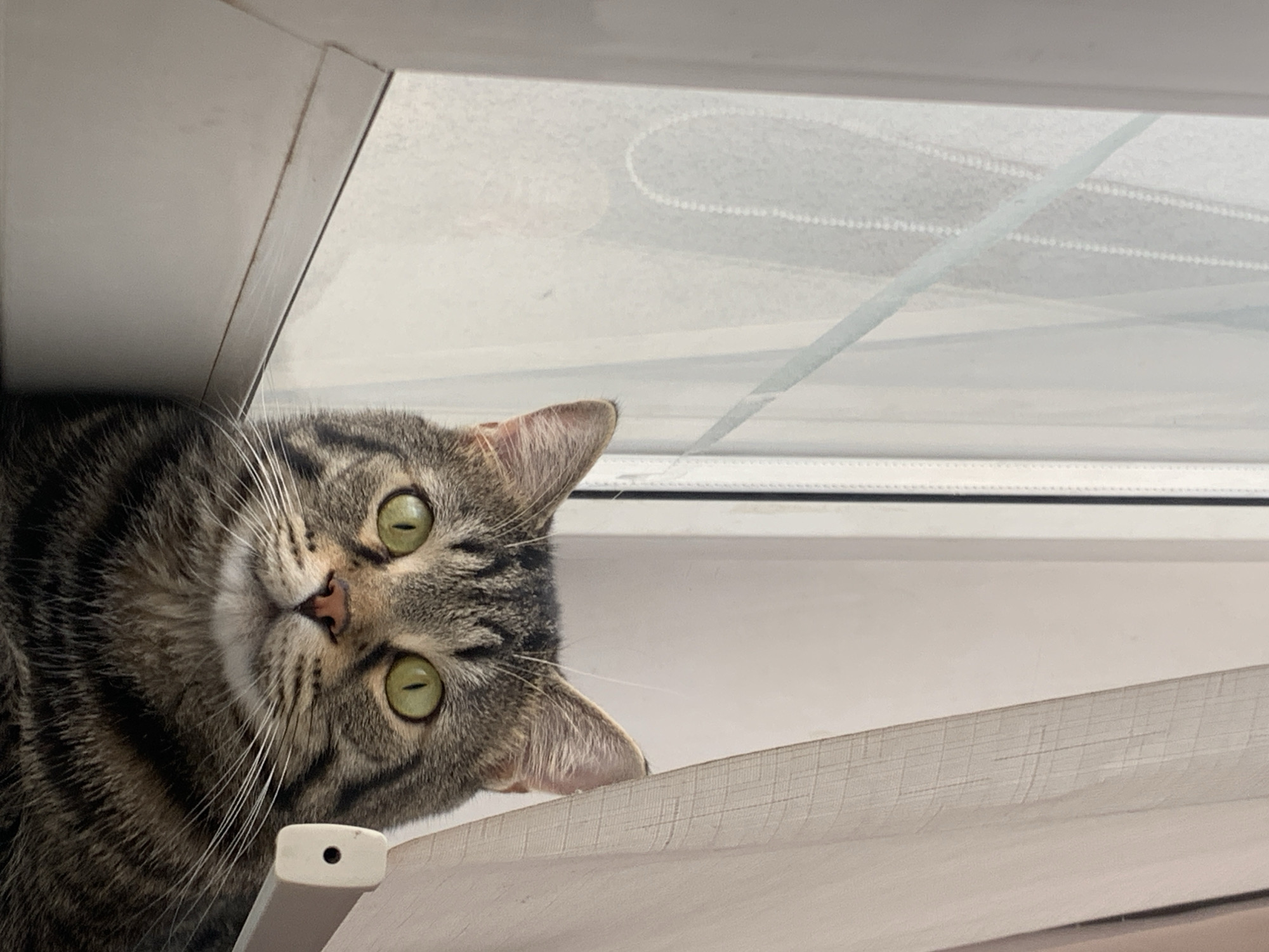 A close-up, eye-level shot shows a tabby cat with bright green eyes sitting by a window. The cat is looking directly at the camera. The background consists of a window with sheer curtains on the right and a window frame and sill on the left. The environment appears to be indoors. There is no indication of the cat's location in Stavropol, Russia.