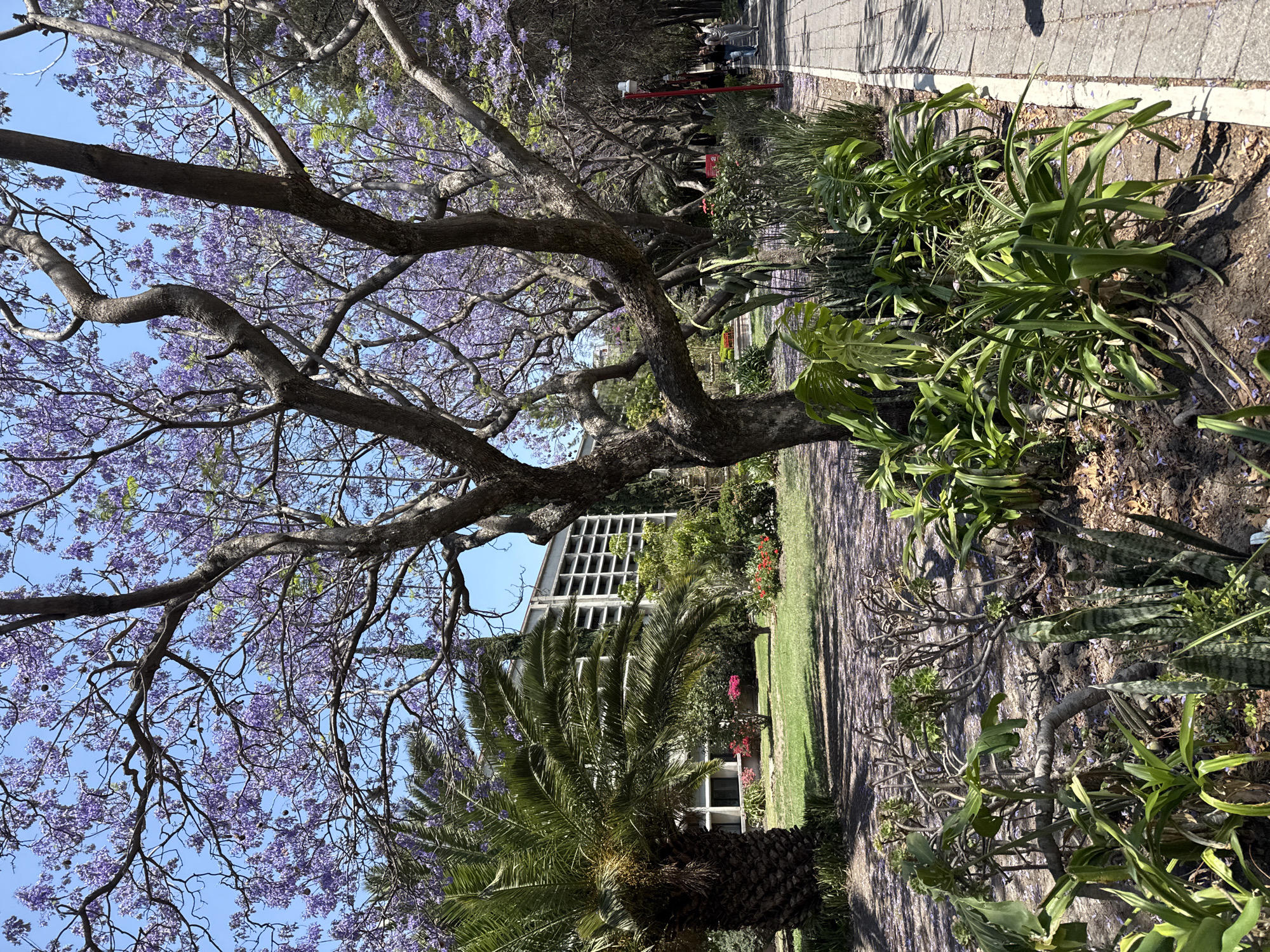 The image depicts a park-like environment, likely in San Bernardino Tlaxcalancingo, Mexico. A jacaranda tree with purple blossoms dominates the left side of the frame. A building with a geometric facade is visible behind a palm tree. A paved walkway runs along the right side of the image. Along the walkway and under the trees are various plants and flowers. People are walking in the distance along the pathway. The scene appears to be a public space with trees and architecture.