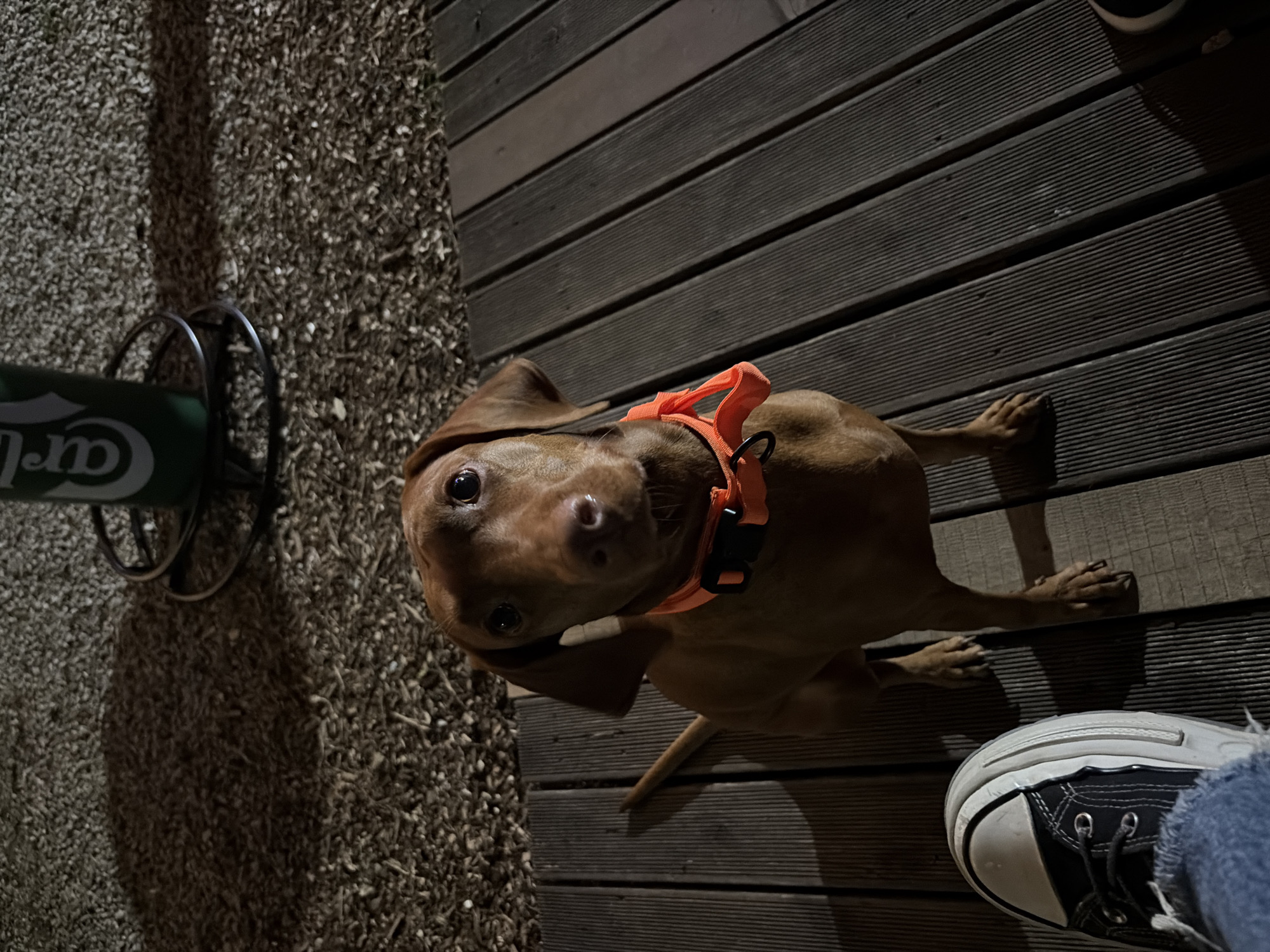 The image displays a medium-sized, short-haired, reddish-brown dog, consistent with a Vizsla, positioned centrally and looking directly forward. The dog wears a bright orange collar with a black plastic buckle. Its body is on a dark, grooved wooden decking surface that runs diagonally from the bottom-left to the top-right of the frame. The left and upper-left portions of the ground consist of a lighter, coarse gravel or crushed stone material with sparse, dry vegetative matter.
In the lower-left foreground, a human's left foot is partially visible, clad in a black canvas shoe with a thick white sole, white laces, and silver eyelets, paired with blue denim jeans exhibiting distressed areas. The dog is seated to the immediate right of the human foot.
In the upper-right background, a dark green cylindrical object with partial white lettering, reading "Carl" (consistent with "Carlsberg"), rests on a black metal base. This object appears to be a component of an outdoor furnishing, possibly a high stool or a waste receptacle.
The scene is dimly lit, indicating an evening or nighttime environment, with shadows cast towards the right, suggesting an external light source to the left. The dog's eyes show a distinct catchlight. The setting is an outdoor area, likely a patio or commercial establishment in Sofia, Bulgaria. No other individuals are present, and the primary interaction is the dog's direct gaze towards the camera, implying a connection with the person whose foot is visible.