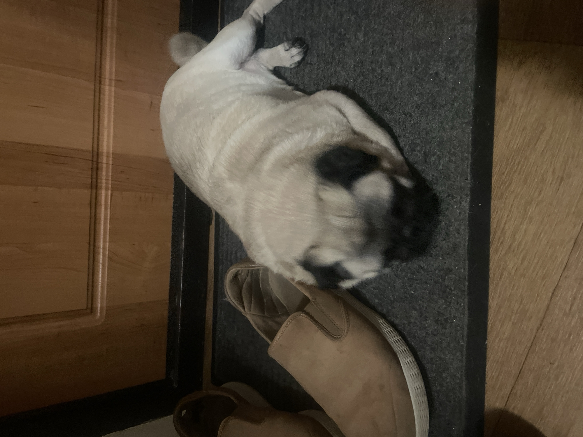 A pug dog is lying on its side on a dark gray rug. The dog is light tan with black markings on its face and ears. Its body is mostly visible, and its head is blurred due to movement. Beside the dog are two light brown slip-on shoes, one partially visible under the dog. The rug is placed on a wooden floor, and to the left of the rug is a wooden surface that appears to be part of a door or furniture, with vertical paneling. The scene is indoors, likely in a home, given the presence of a rug, shoes, and wooden interior. The lighting suggests it could be evening or a dimly lit room. No text is visible in the image.