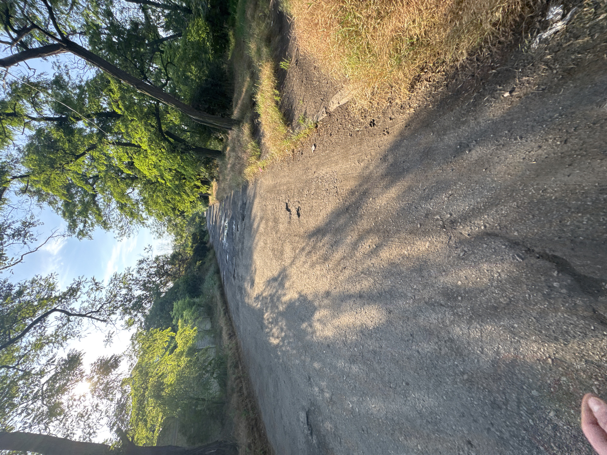 An overhead perspective shows a worn asphalt road in a rural or suburban setting, possibly a park or undeveloped area. The road is cracked and uneven, with visible potholes and debris. Lush green trees line both sides of the road, their leaves illuminated by the bright sunlight filtering through the canopy. The sunlight casts long shadows across the road, creating a dappled effect. The grass on the side of the road is dry and golden, indicating a warm climate or a dry season. The sky is a clear blue with a few wispy clouds. The scene is peaceful and serene, with a sense of natural beauty.