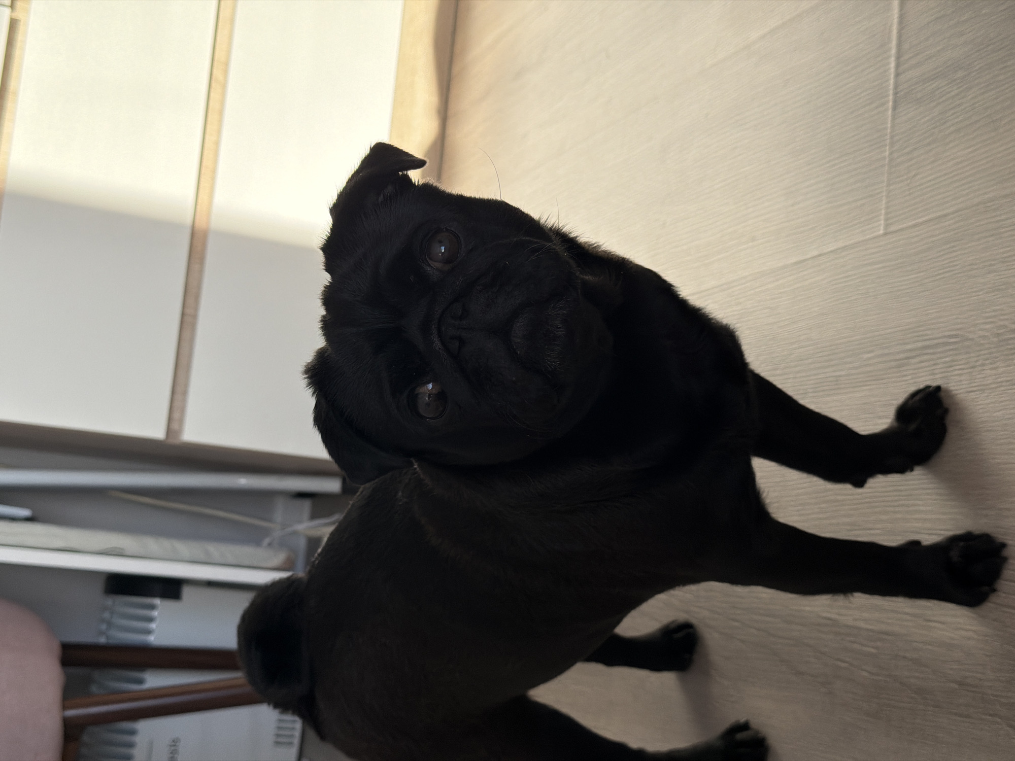 A black pug dog stands on a light-colored wooden floor, looking towards the camera. The dog's head is angled slightly, and its dark eyes are wide. The background consists of white cabinets and a wall illuminated by sunlight casting shadows. The scene appears to be indoors, in what could be a home environment. There are no visible people or any indication of the specific city of Sirius, Russia, in the image.