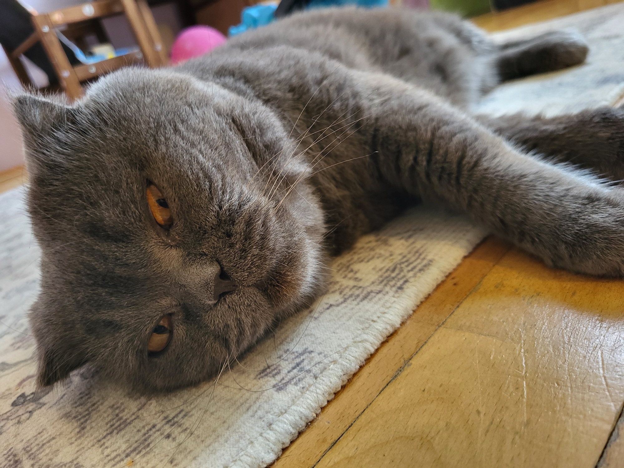 A fluffy, grey cat is lying on its side on a rug, with its head resting on the rug and its body stretching out to the right. The cat has bright orange eyes and prominent whiskers. The rug has a light color with a subtle pattern. To the right of the rug is a wooden floor. In the background, there is furniture and a pink object, possibly a ball. The lighting suggests it is daytime. The cat appears relaxed and possibly sleepy.