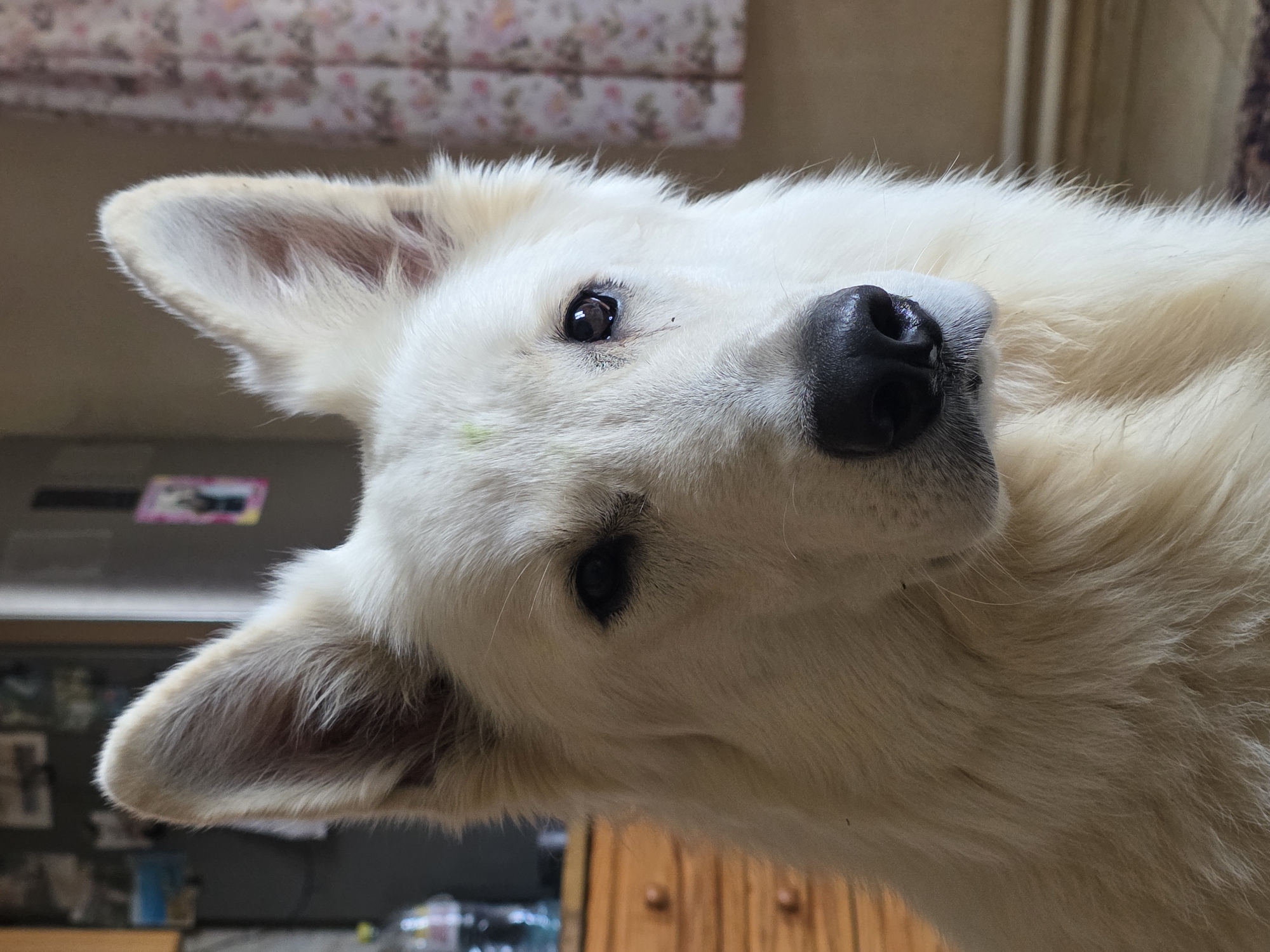 A close-up, head-on shot features a white German Shepherd dog indoors. The dog's face is the primary focus, with its ears perked up. A small spot of green is visible on its forehead. To the left of the dog, a wooden dresser with drawers is partially visible, and a bottle of water is on top of it. In the background, a curtain with a floral pattern is on the right, and on the left, a wall displays framed pictures. The image appears to be taken in a residential setting.