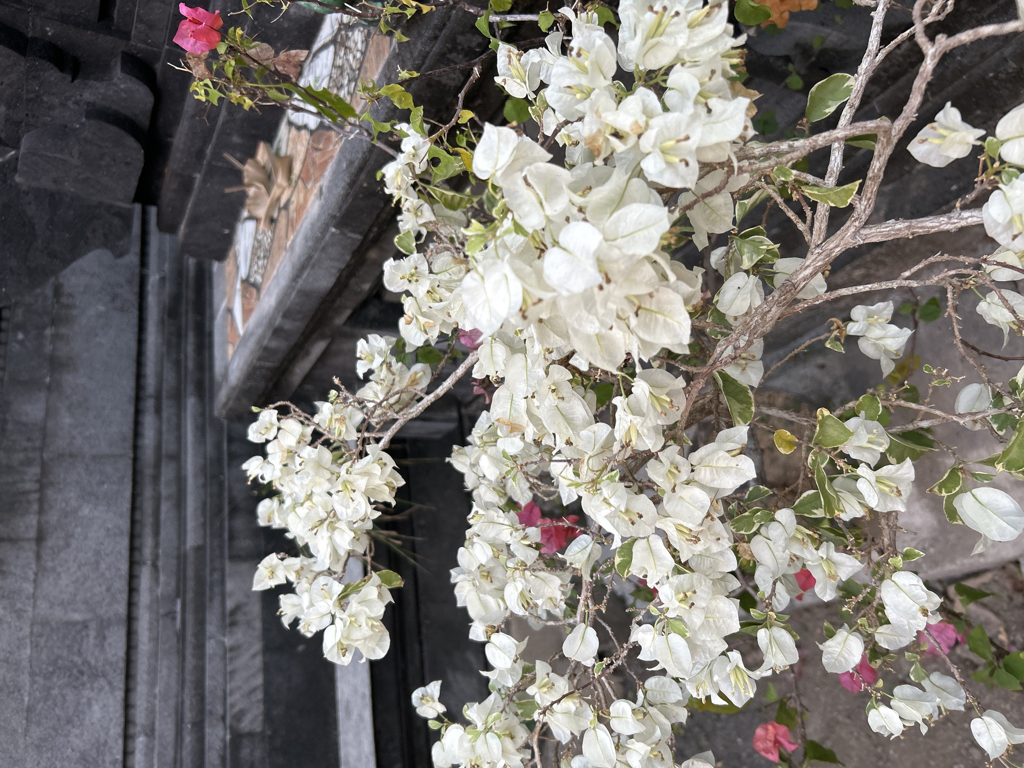 In Abiansemal, Indonesia, a close-up shot focuses on a cluster of white bougainvillea flowers with some pink and orange accents. The flowers are in full bloom, with delicate petals and visible stamens. The branches are woody and intertwined, with some green leaves interspersed. In the background, there is a grey, stone wall with carved details and a patterned tile surface. The scene appears to be an outdoor setting, possibly a garden or courtyard, with a religious or traditional architectural influence. There are no people visible in the image, and no actions or interactions are depicted. The lighting is natural, suggesting daytime.