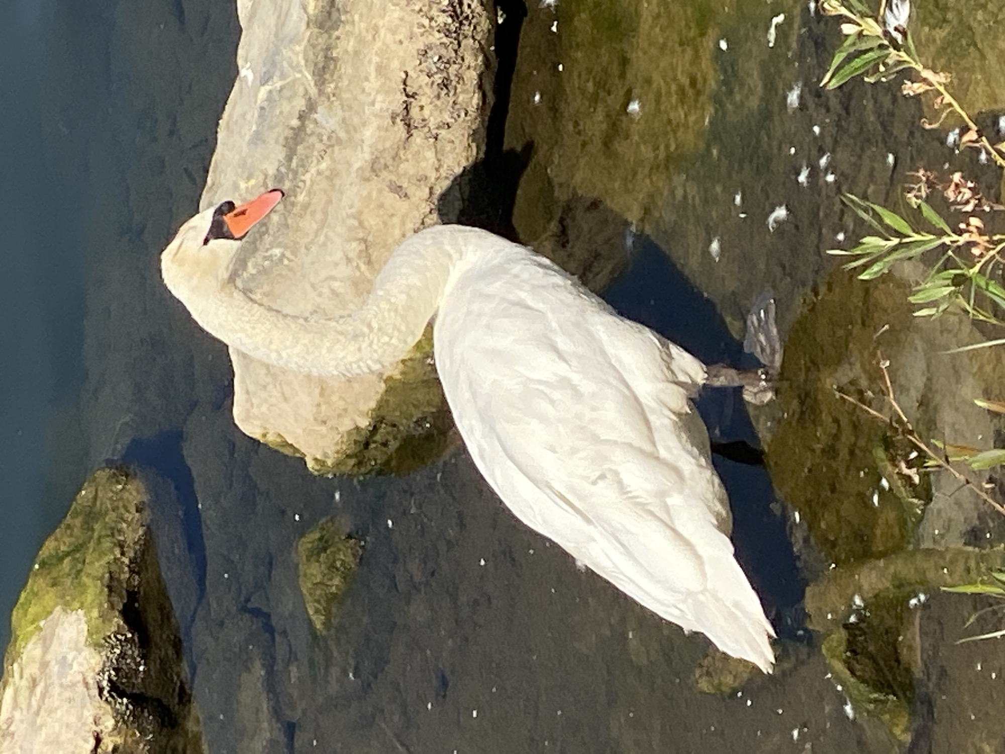 In a shallow, rocky body of water in Purkersdorf, Austria, a solitary white swan stands with its body partially submerged. The swan's neck is elegantly curved, and its beak is a vibrant orange with a black tip. The water is dark and reflects the surrounding environment, with small white flecks scattered on its surface. Large, light-colored rocks, some covered in green algae, are visible both in and out of the water, creating a naturalistic landscape. The background features dark, deep water and hints of vegetation on the edges. The overall scene is one of natural tranquility.