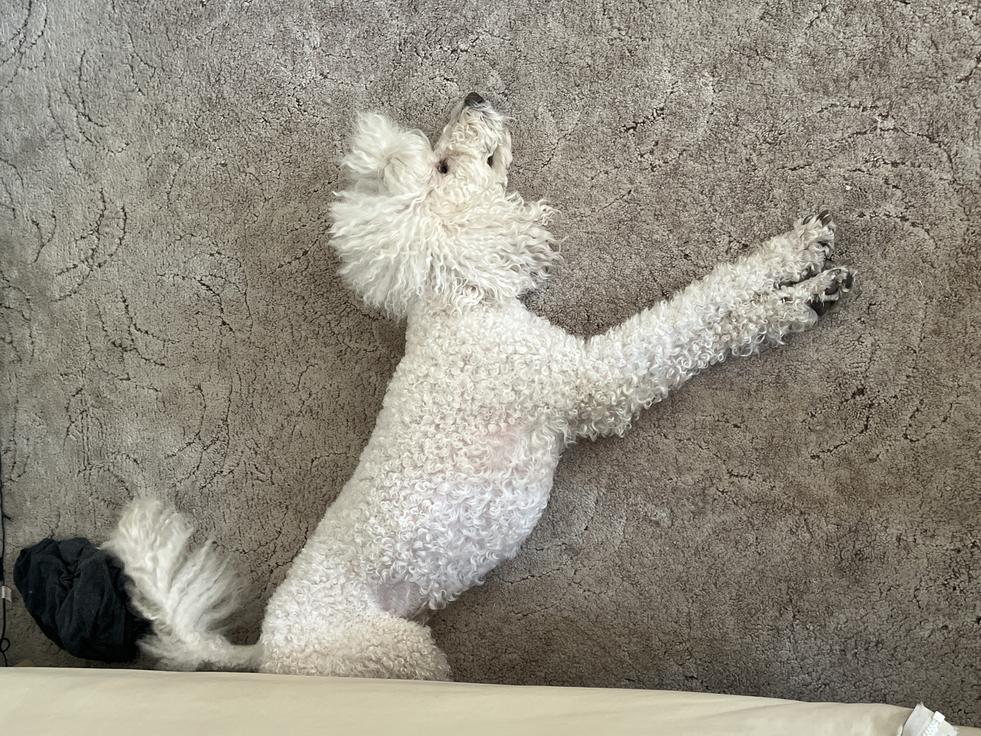 A white poodle lies on its back on a textured, grey carpet. The dog's head is tilted up and to the left, with its eyes looking upwards. Its curly white fur is fluffy and covers its entire body, with a more prominent mane around its head. Its front legs are extended upwards and outwards, with its paws and claws clearly visible. Its hind legs are tucked underneath its body. To the left of the dog, there is a black object that appears to be fabric, possibly a piece of clothing. The carpet has a slightly worn appearance with darker lines forming an abstract pattern. The image is taken from a top-down perspective, with the dog positioned in the center of the frame. There is no visible text or indication of time of day or weather, but the setting appears to be indoors. The overall impression is of a relaxed or playful dog enjoying a moment of repose on the floor.