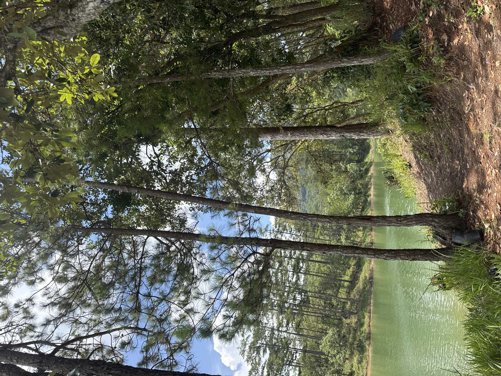 The image depicts a scenic view in Da Lat, Vietnam, characterized by tall pine trees along the edge of a lake. The water is tinted green, possibly due to algae or sediment. The foreground is marked by foliage and grassy areas transitioning into a path covered with brown mulch and pine needles. The trees extend upwards, partially obscuring a view of the sky with some cloud cover. In the distance, additional trees and possibly distant hills are visible. The angle of the photo suggests it was taken from a slightly lower vantage point.