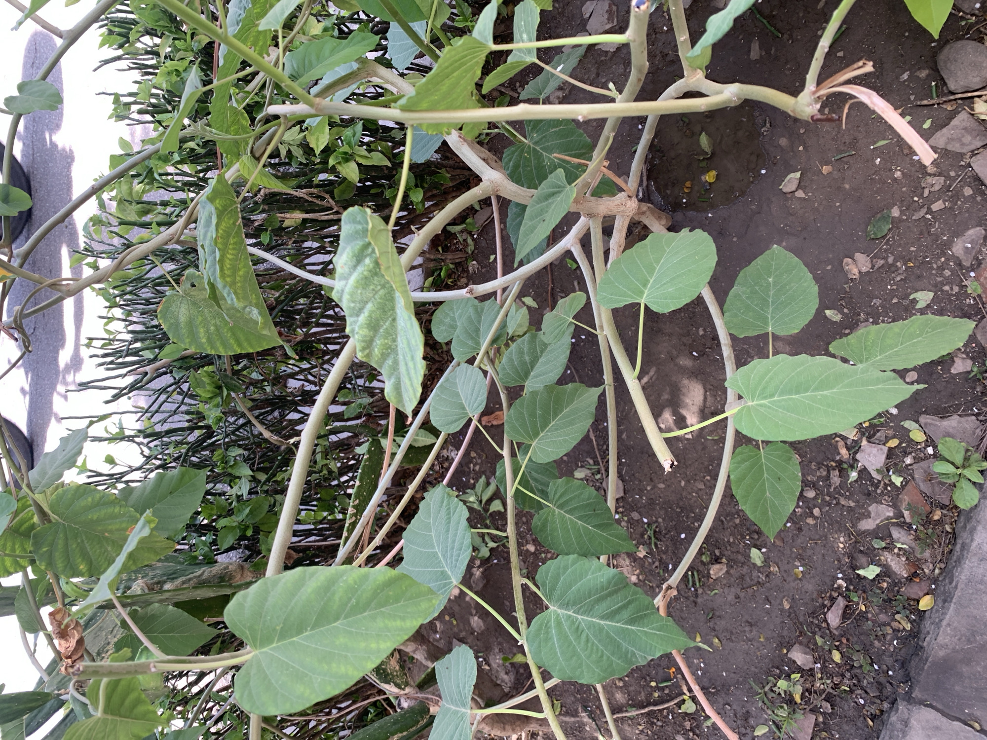 A close-up, eye-level shot shows the branches and heart-shaped leaves of a plant against a backdrop of a fence and pavement. The plant's thick, pale green stems are intertwined, with some leaves showing yellowing. The ground is covered in dark soil, small stones, and fallen leaves. In the background, thin, upright green branches form a dense fence. To the left, a grey paved surface is visible, with shadows cast by an unseen object. The scene appears to be outdoors, possibly in a garden or public space.