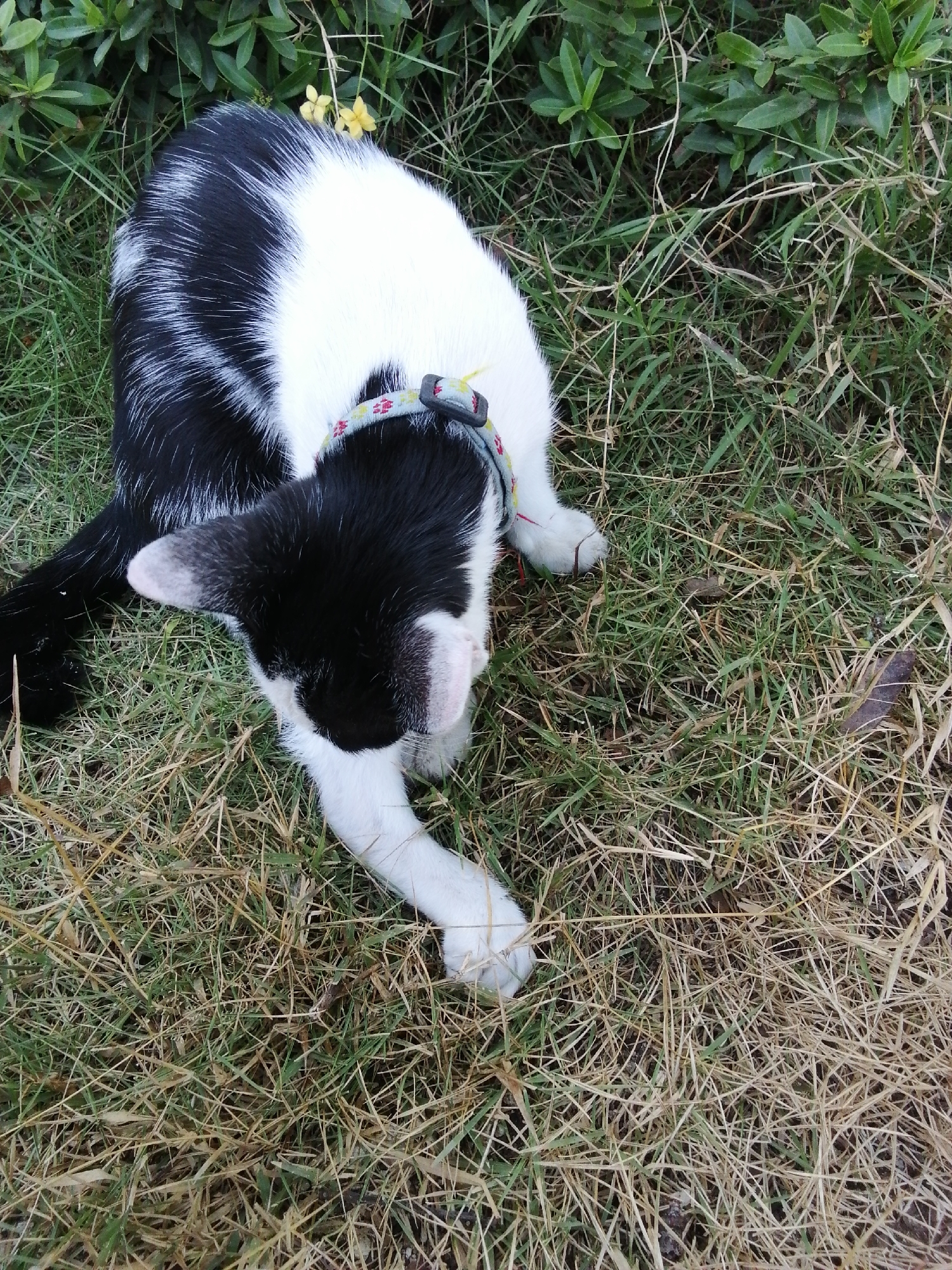 A black and white cat is lying on the grass in an outdoor setting. The cat is wearing a collar. The grass is a mix of green and dry blades. There are green bushes and small yellow flowers in the background. The image is taken from a high angle, looking down at the cat.