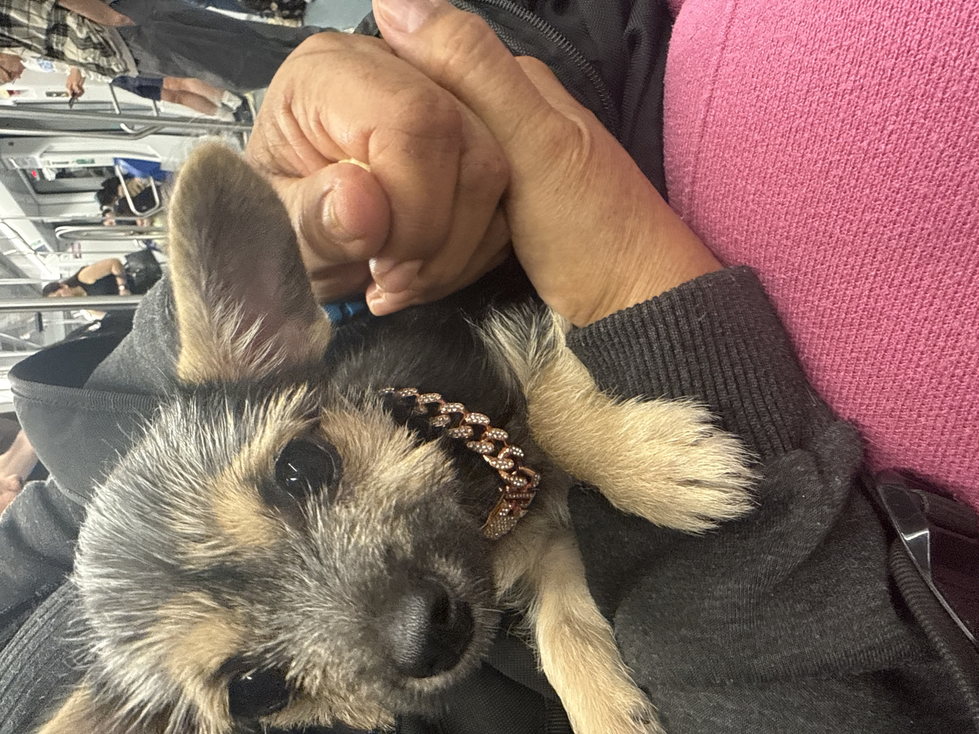A close-up shows a small, short-haired dog with a brown and gray coat, wearing a gold chain necklace, resting in the lap of a person. The person's hands are clasped around the dog. The person wears a gray sweater and is seated next to someone wearing a pink top. Other people are seen seated in the background. The photo appears to be taken on public transportation, specifically, a train on the Ferrocarrils de la Generalitat de Catalunya (FGC) in Barcelona, Spain.