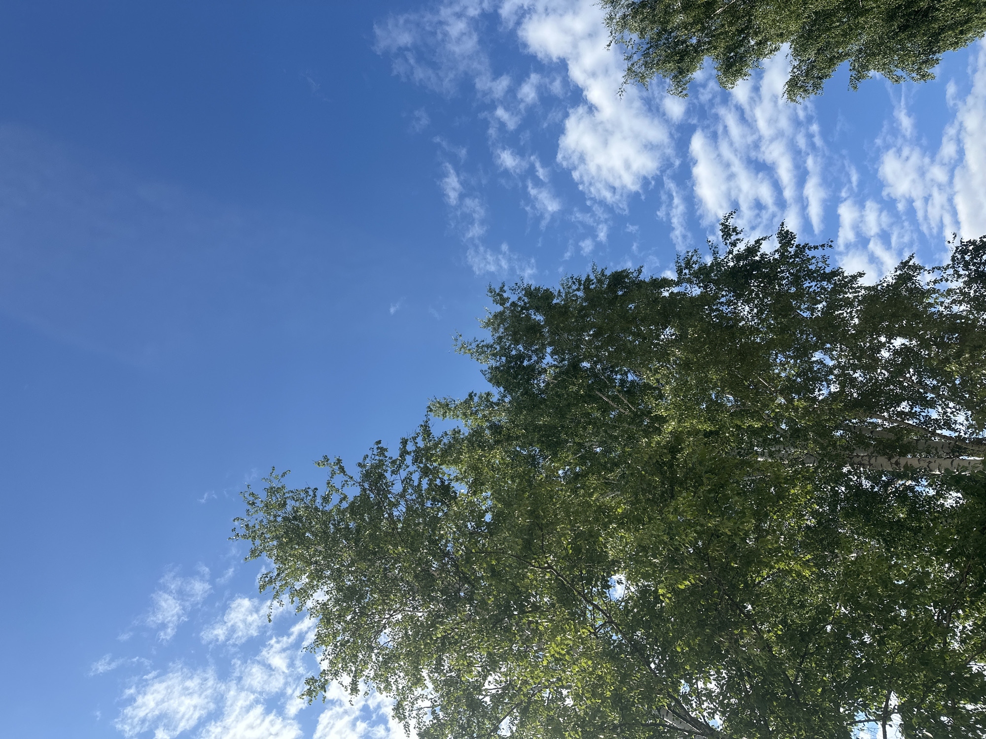 The image displays an upward perspective of a bright blue sky, partially framed by the green canopy of deciduous trees. The sky is predominantly clear, adorned with scattered, wispy white clouds of varying shapes and sizes; some are small and fluffy, while others appear as elongated, streaky formations. The bright illumination on the clouds and tree leaves suggests a sunny daytime, likely morning or afternoon, indicative of fair weather.
The trees, with their dense, vibrant green foliage, occupy the lower right quadrant and extend along the top edge of the main image. Detailed views from the crops reveal characteristic white bark on some of the visible trunks and branches within the canopy, strongly indicating they are birch trees, which are prevalent in the Chaikovsky, Russia region. The healthy, full leaves suggest the season is either late spring or summer.
No people, animals, man-made objects, or specific activities are visible within the frame. There is no visible text. The scene conveys a sense of natural beauty and a clear, tranquil day.