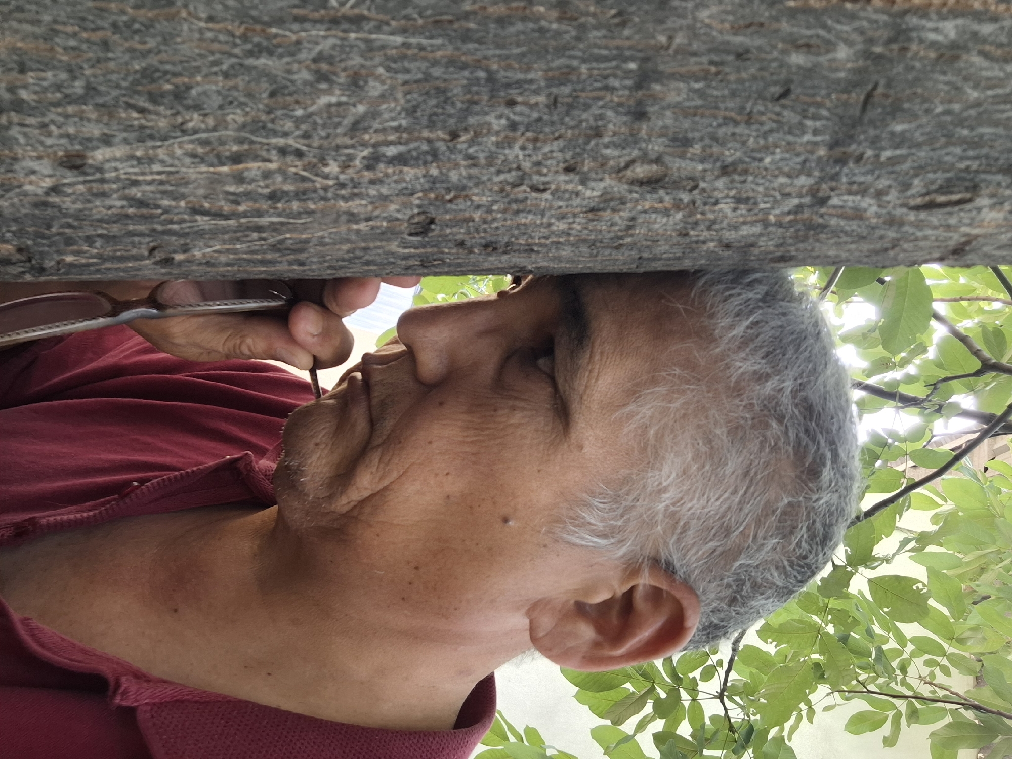 A close-up, medium shot shows an elderly man with gray hair pressed against the side of a tree trunk. His face is turned towards the left, with his left ear and cheek prominently visible. He is wearing a red collared shirt. His right hand is holding a pair of glasses, with the lenses angled away from the camera. The tree trunk is textured with rough bark. In the background, bright green leaves and branches are illuminated by sunlight, suggesting an outdoor setting, possibly a park or a garden within Almaty, Kazakhstan. The lighting creates a slight glare from behind the leaves.