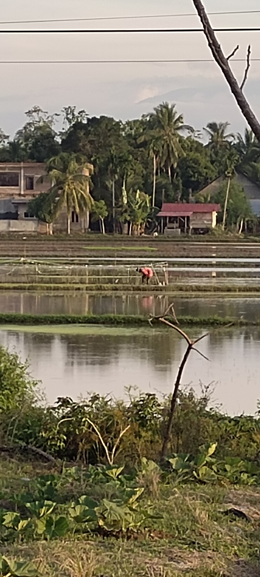 In Blangseureukuy, Indonesia, the image depicts a flooded rice paddy field during the late afternoon or early morning, evidenced by the soft lighting. A lone individual, dressed in a pink top and dark trousers, is working in the shallow water of the paddy, appearing to be planting or tending to the rice seedlings. The paddy is bordered by lush green vegetation and a line of tropical trees, including palm trees, which are characteristic of the region. In the background, there are several structures, including what appears to be a house with a red-tiled roof and a more substantial building in the distance. The sky above is overcast with diffused light, suggesting either dawn or dusk. The foreground is filled with dense green foliage and some dry grass, typical of the Indonesian landscape.
