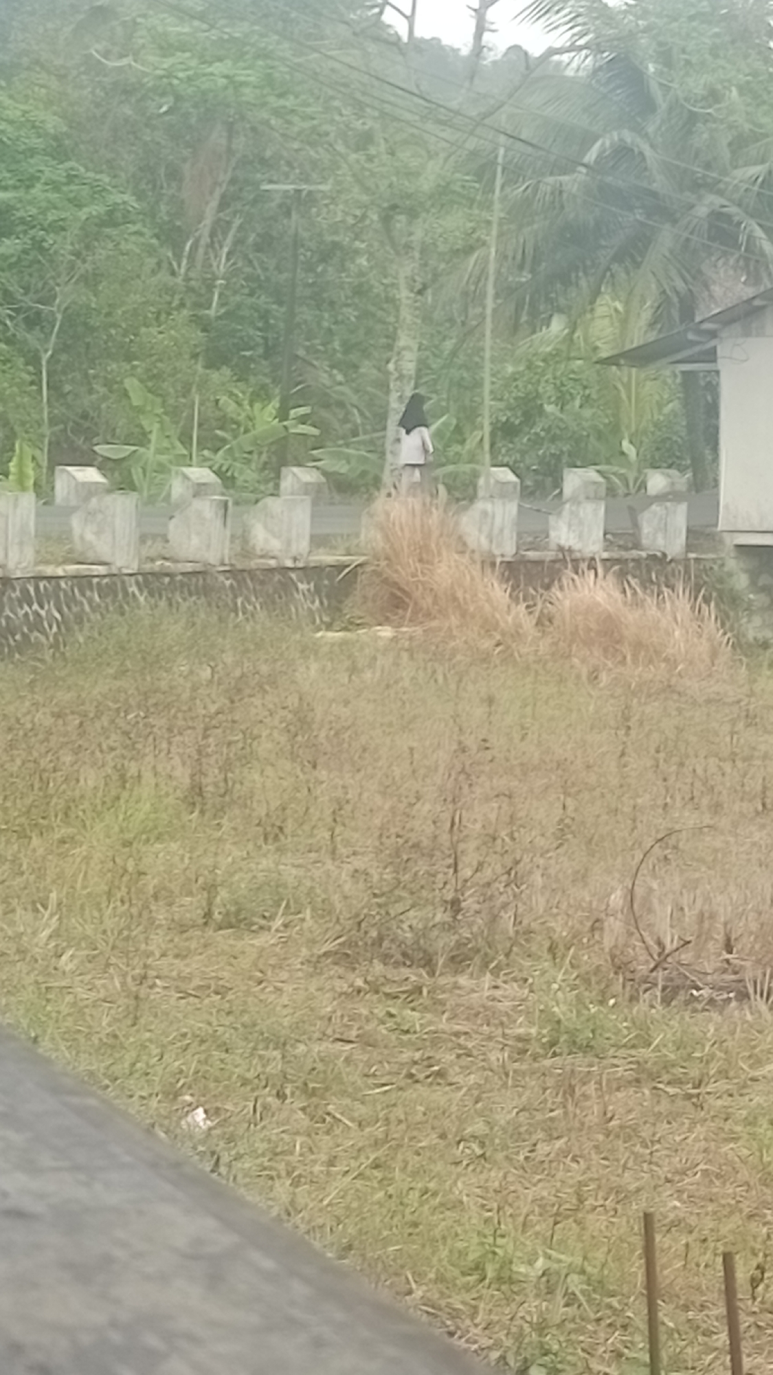 In Cibeber, Indonesia, a person wearing a dark hijab and a light-colored top walks away from the camera along a raised concrete barrier topped with a row of square pillars. Behind them, lush green foliage, including banana trees and palm trees, creates a dense backdrop. A building with a light-colored exterior and a dark roof is visible to the right. The foreground is dominated by dry, overgrown grass and some scattered dry reeds, suggesting a rural or undeveloped area.