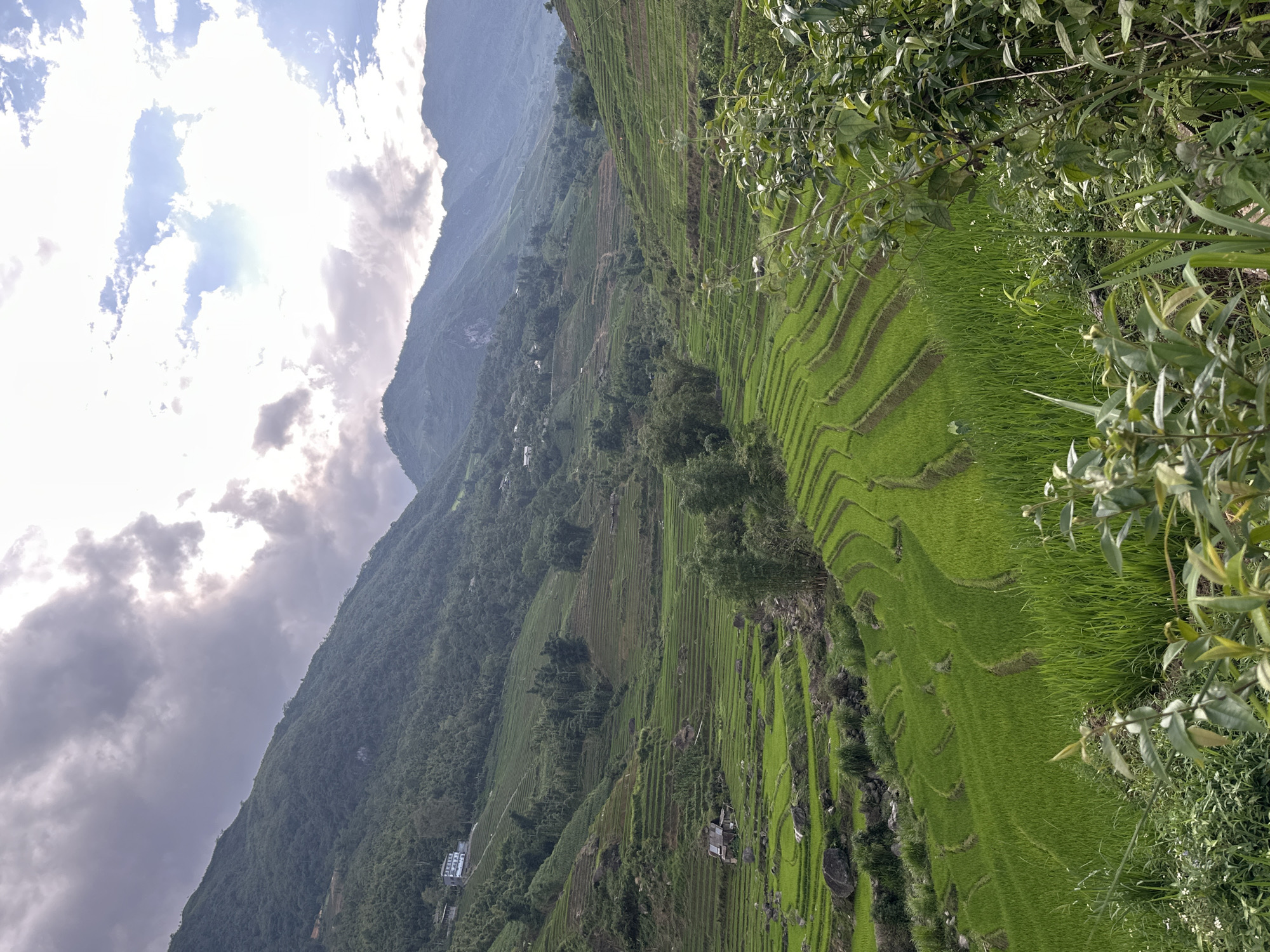 The image presents a landscape of rice terraces located in the region of Bản Hồ, Vietnam. The terraces are characterized by their stepped, cultivated fields of vibrant green rice paddies, cascading down the slopes of a mountain.
The terraces, central to the image, reflect light. The terraced fields are filled with young rice plants.
The mountain slopes feature a mix of lush vegetation, trees, and scattered structures, possibly houses or farm buildings. In the background, a towering mountain reaches upwards, partly obscured by clouds and hazy atmosphere.
The sky is partially cloudy, with sunlight breaking through the clouds.
The foreground includes leafy greenery.