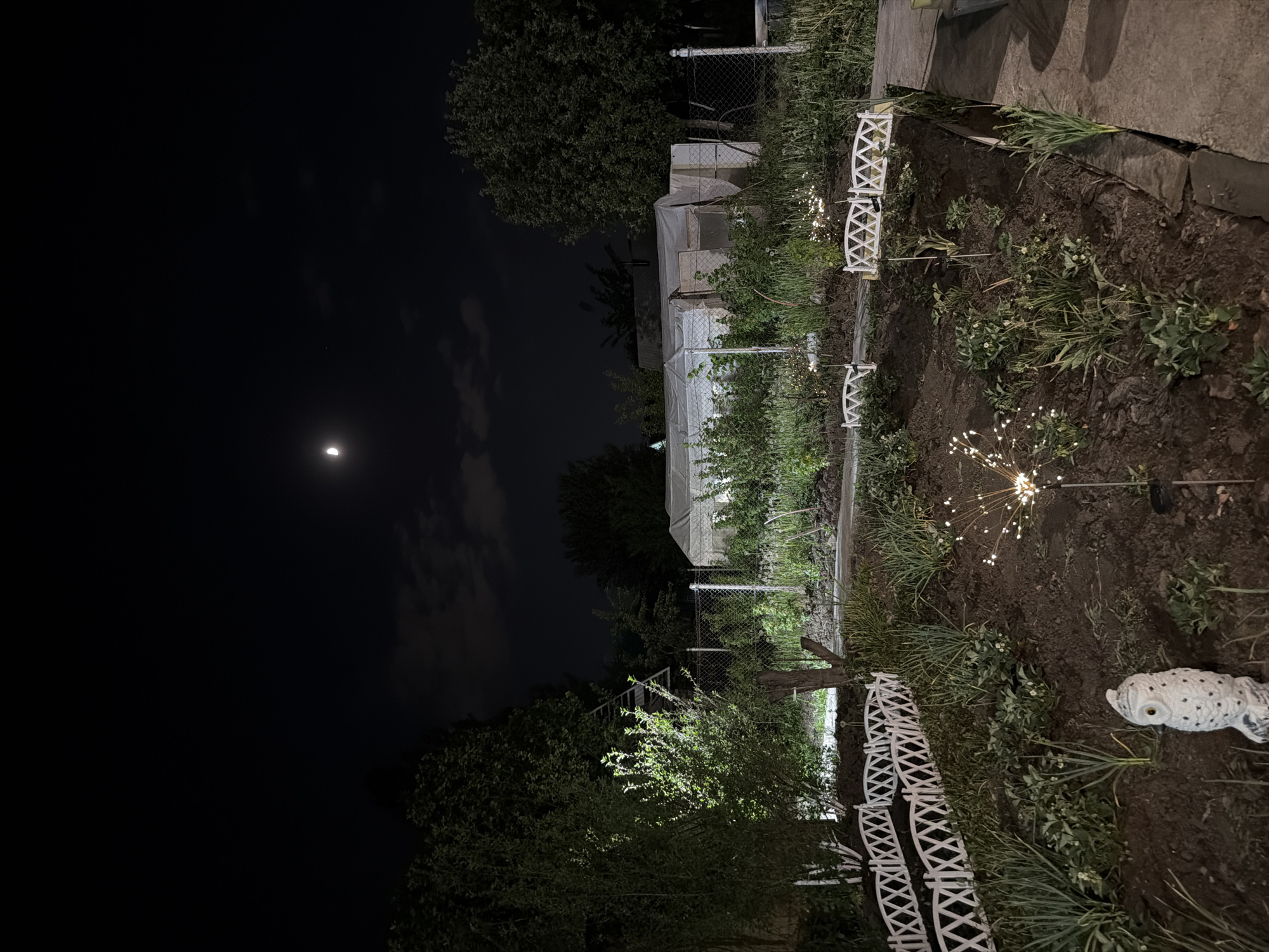 The image depicts a night scene in an outdoor garden area, possibly in a residential location in Unknown, Unknown. The moon is visible in the dark sky. A row of small, white decorative fences lines the edge of a garden bed, where various plants and weeds grow. There is a decorative owl statue near the front of the garden bed. The garden area is dimly lit, possibly by solar-powered stake lights. Further back, there appears to be a structure covered in a white translucent material, possibly a greenhouse or covered growing area. Trees and a chain-link fence are visible in the background.