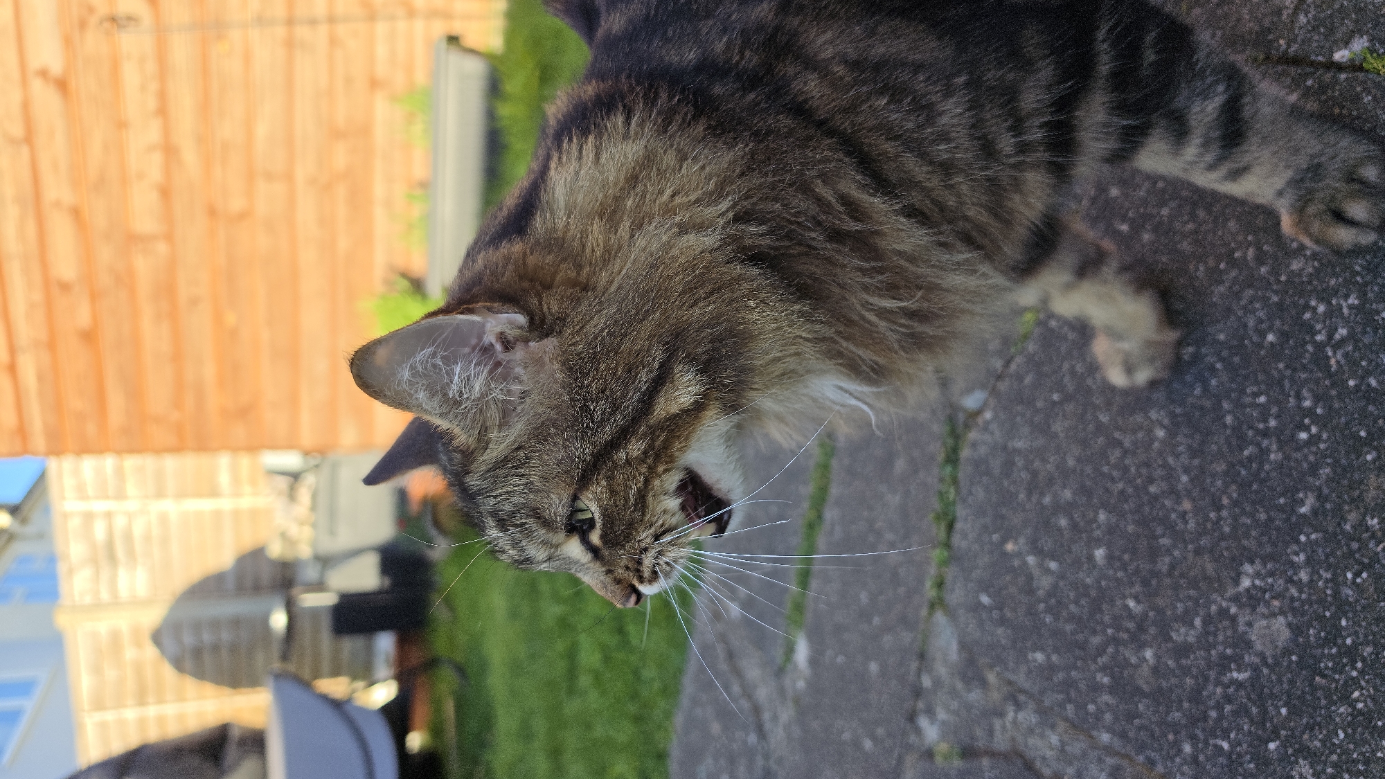 The image displays a domestic tabby cat caught in the act of yawning or vocalizing loudly, with its mouth wide open, revealing its pink tongue and some teeth. The cat is a long-haired variety, possibly a Maine Coon mix, with a dense coat of brown, black, and tan stripes in a classic tabby pattern. Its fur appears fluffy, particularly around its neck and chest, and it has long, prominent white whiskers. The inside of its ears shows fine white hair.
The cat is standing on a textured grey concrete patio or pathway. To the left, a patch of vibrant green grass is visible. The background features a tall wooden fence made of light brown planks, suggesting a backyard or garden setting. Beyond the fence, hints of a building with blue-tinted windows and other distant elements can be seen, partially obscured by the bright lighting.
The scene is well-lit by natural sunlight, indicating it is daytime, likely during a sunny morning or afternoon. The overall atmosphere is tranquil, capturing a candid moment of the cat in an outdoor environment, consistent with a garden in London, United Kingdom. There is no visible text in the image.