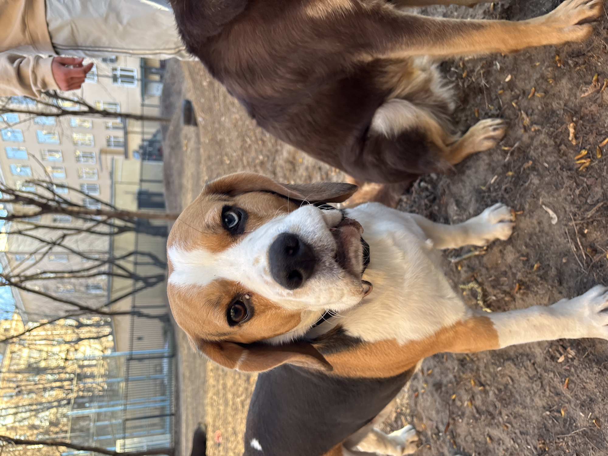 This image captures an outdoor scene in what appears to be an urban park or unpaved recreational area in Moscow, Russia. The central subject is a tri-color Beagle dog, featuring white, brown, and black markings, looking directly at the camera with wide, curious or slightly concerned eyes and a slightly open mouth, revealing its teeth.
Behind the Beagle, the body and front legs of another larger, brown dog are partially visible in the upper part of the frame. In the top-left corner, a person's arm and hand, wearing a light-colored, possibly beige, long-sleeved garment, are visible, making a gesture with the fingers.
The ground is covered with dark earth, scattered with dry leaves and small twigs. In the background, seen through a network of bare tree branches, are several multi-story buildings, typical of urban residential areas, and some fencing. The sunlight appears warm, suggesting either early morning or late afternoon, creating a clear and bright atmosphere. The absence of foliage on the trees indicates it is either late autumn or winter. The overall mood is candid and natural, capturing a moment of interaction with the dogs. There is no visible text in the image.
