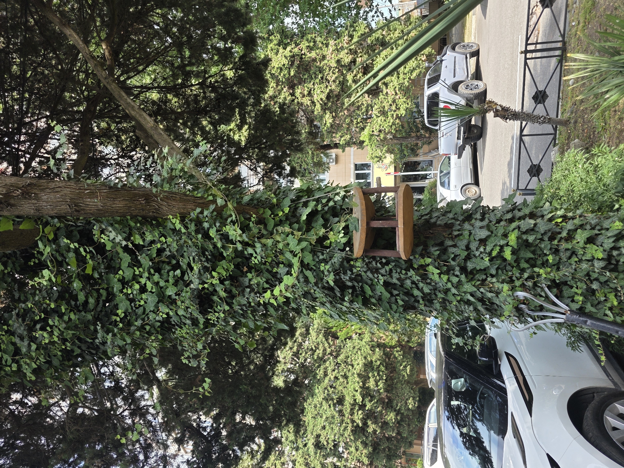 The image depicts an outdoor scene, likely in Sochi, Russia, featuring a lush green environment with trees and ivy. A wooden bird feeder is prominently displayed, attached to a tree trunk heavily covered in ivy. In the background, two cars are parked on an asphalt surface, separated by a black metal fence. One car is a silver SUV, and the other is a white vehicle that appears to be a modern SUV, possibly a Range Rover based on its distinctive design cues. The surrounding vegetation is dense and verdant, with various trees providing shade. The lighting suggests it is daytime, with the sun casting shadows and highlighting the textures of the leaves and bark. The presence of palm fronds in the upper right corner further hints at a warm, potentially coastal location. No people are visible in the image. The overall impression is one of a peaceful, natural setting interspersed with signs of human presence in the form of parked vehicles.