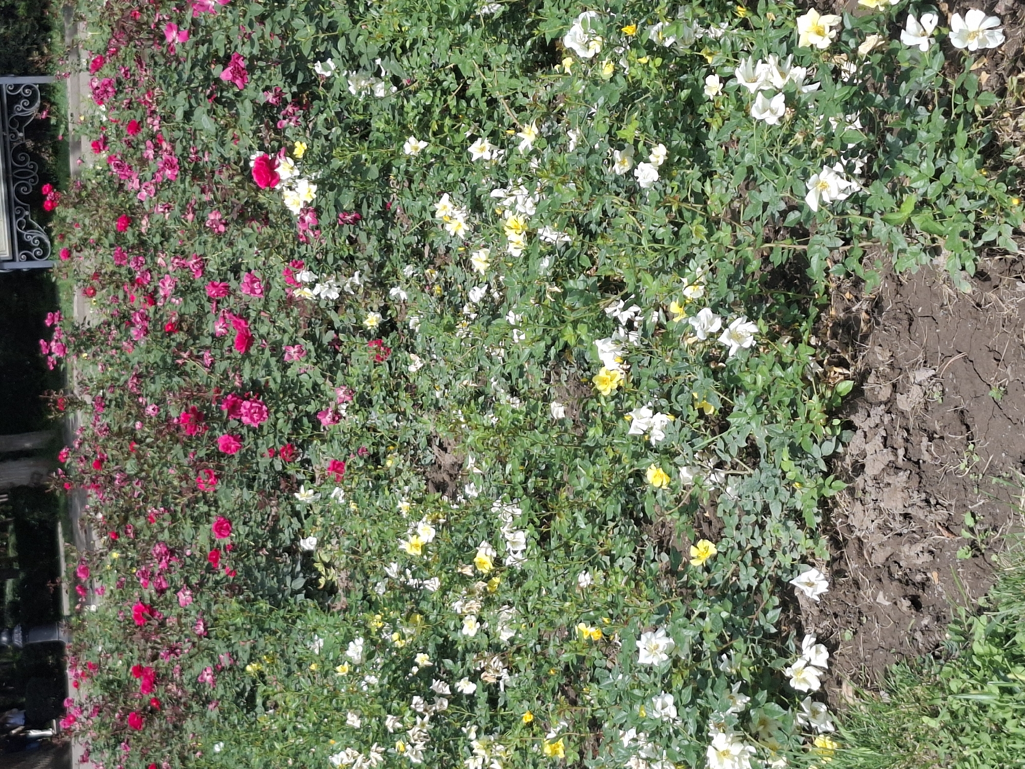 A park in Almaty, Kazakhstan, features a dense planting of rose bushes. The roses are predominantly in shades of pink and white, with some yellow blooms interspersed. The ground around the bushes is dark soil, with patches of green grass visible in the foreground. In the background, a black lamppost and a section of a decorative metal bench are partially visible. The scene is illuminated by natural daylight, suggesting an outdoor setting in a public space.