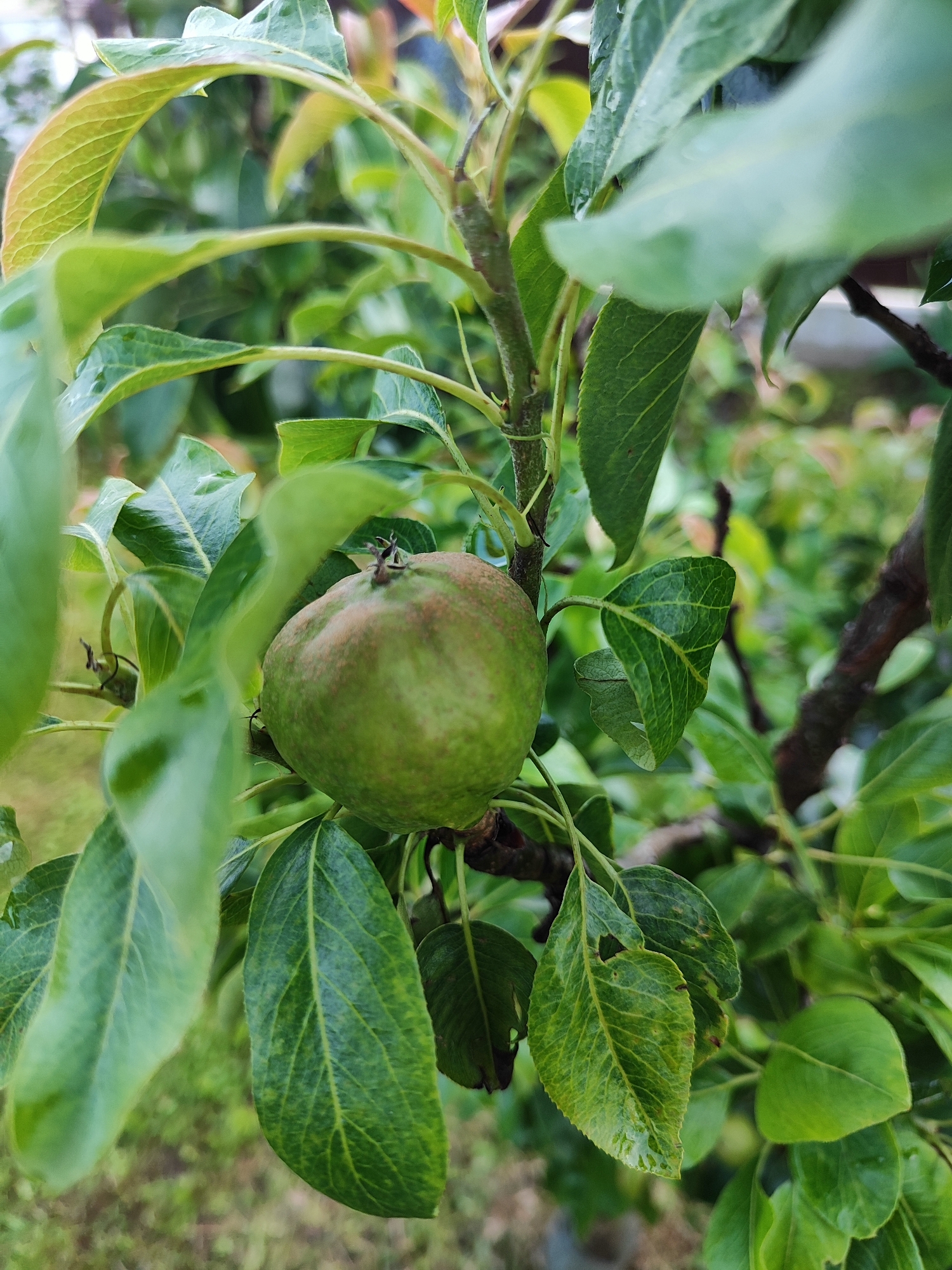 A close-up, eye-level shot focuses on a small, unripe green fruit with reddish-brown speckles, hanging from a branch amidst lush green foliage. The fruit is positioned slightly off-center to the left. The surrounding leaves, some glossy with visible water droplets, are in various states of focus, creating a shallow depth of field. The background is softly blurred, revealing more green leaves and hints of branches, suggesting an outdoor, natural setting, likely a garden or orchard. The image was captured in the Лёзненскі сельскі Савет, Belarus. There are no people or animals present.