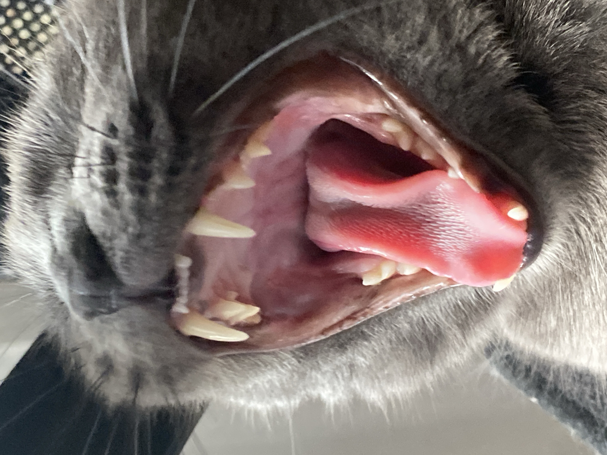 The image is a close-up, low-angle shot of a grey cat's open mouth, revealing its teeth and tongue. The cat's fur is visible around its muzzle and ears, and its whiskers are prominent. The inside of the mouth is pink, and the tongue is a bright red, appearing slightly textured. Several sharp, white teeth are visible, some in the upper jaw and some in the lower. The lighting suggests it's daytime, but no specific location cues are visible beyond the subject itself. The overall mood is neutral, focusing on the anatomical details of the cat's mouth. There is no visible text in the image.