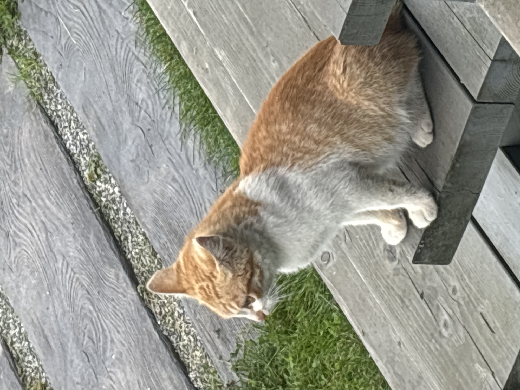 A ginger and white cat sits on a wooden bench outdoors. The bench is made of weathered planks, and there is green grass and gravel visible in the background. The cat is facing to the left of the frame, with its head turned slightly upwards. Its fur is short and appears slightly ruffled. The cat's paws are resting on the edge of the bench. The lighting suggests it is daytime. The image is a close-up shot of the cat. There is no information provided to indicate this scene is located in Zvenigorod, Russia.